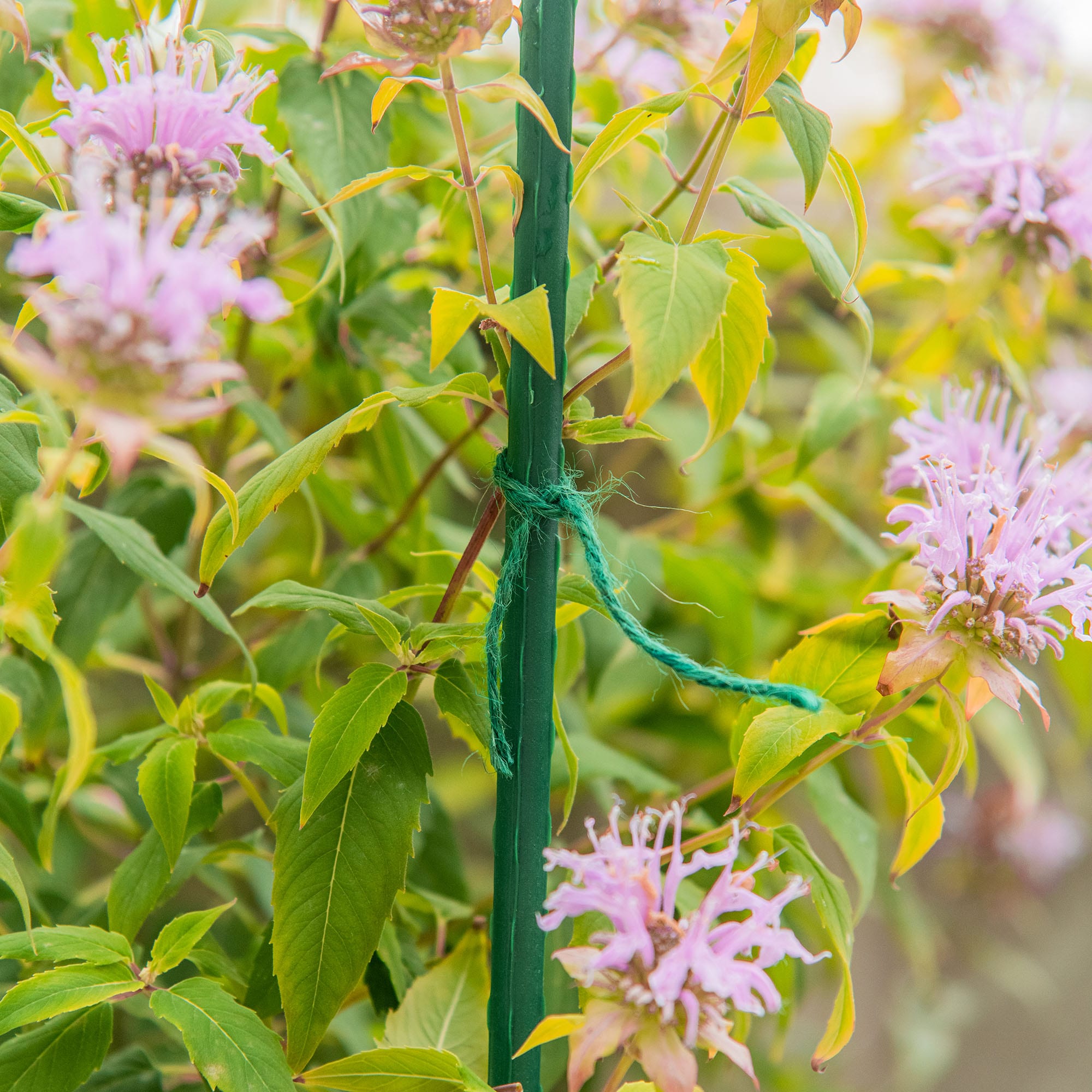 Gardener's Blue Ribbon 200-ft Green Jute Twine | T028L