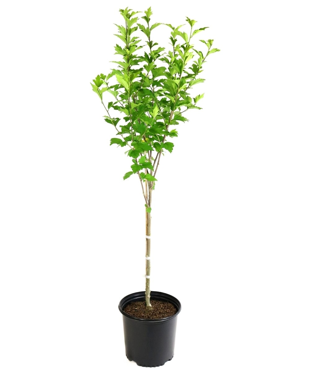 National Plant Network LW1540 1 -Gallon Pink Flowering Hibiscus Sugar Tip In pot (with soil)