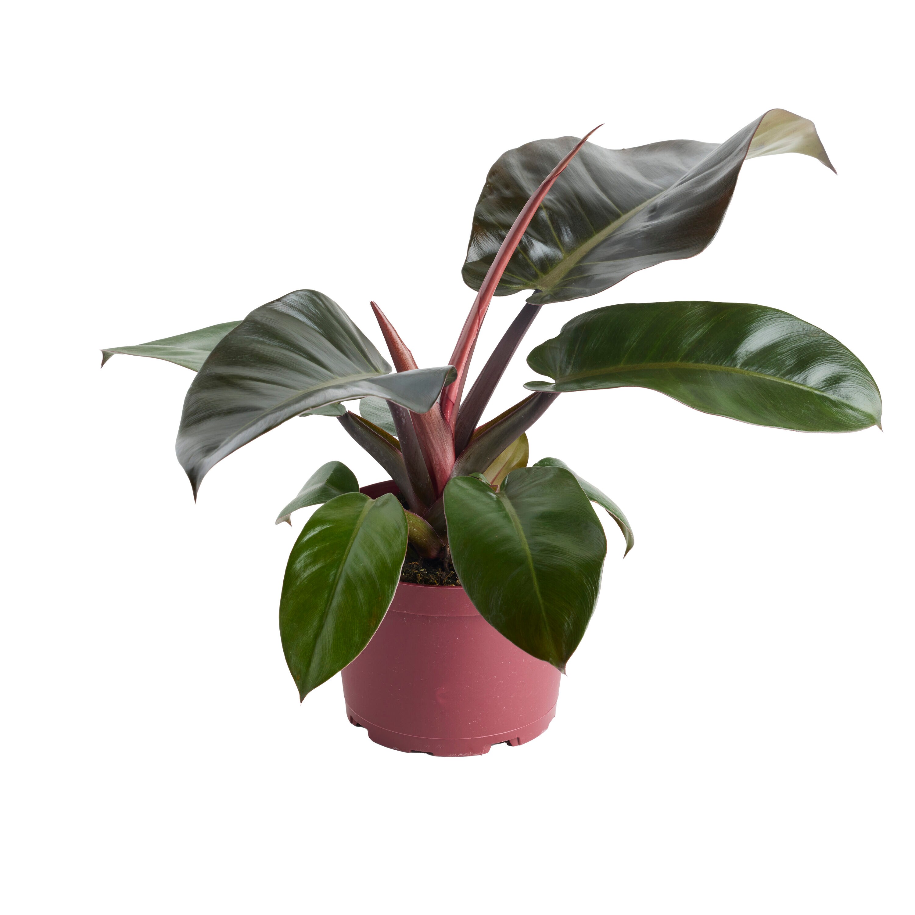 LiveTrends ASB08724 hseplants - View #4