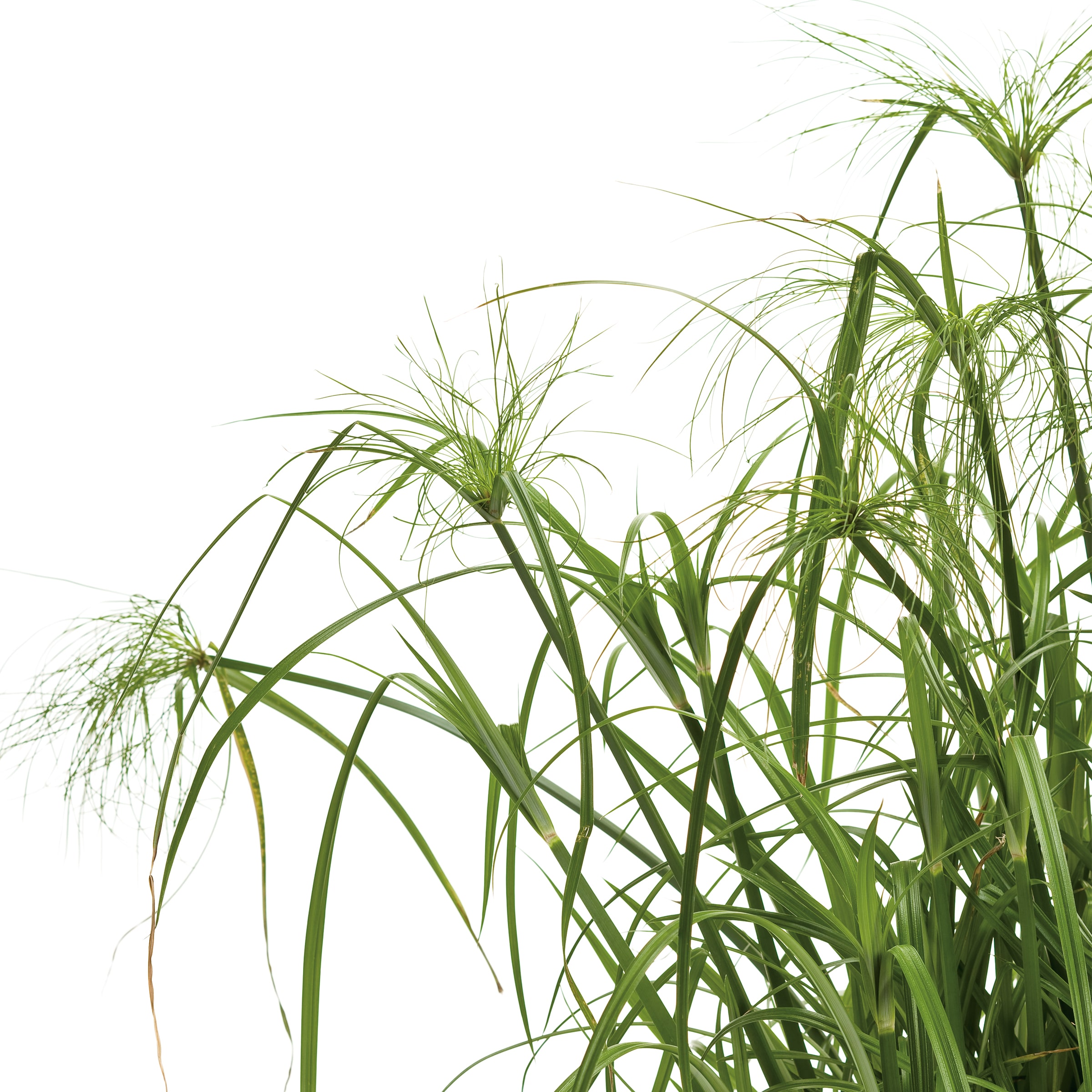 Lowe's NURSERY Ornamental-Grasses - View #2