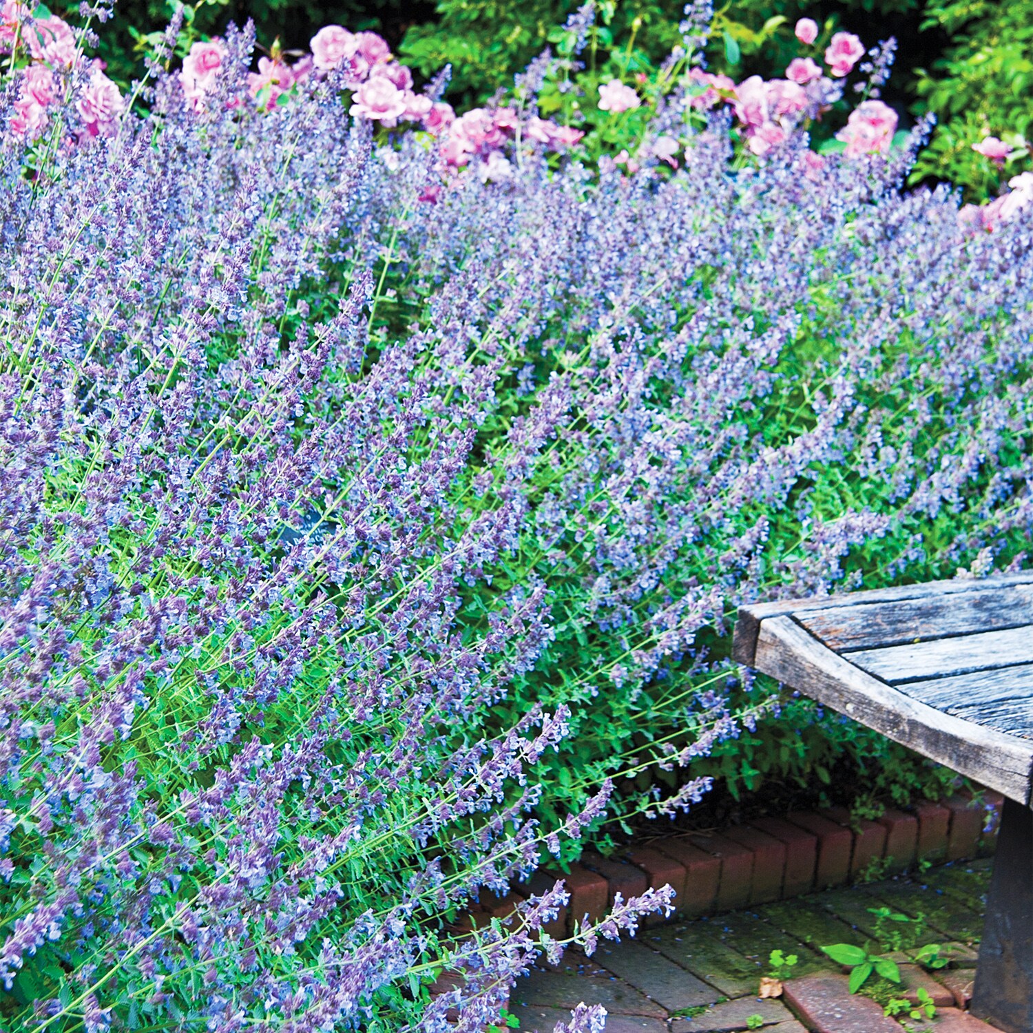 Spring Hill Nurseries 83522 perennials - View #2