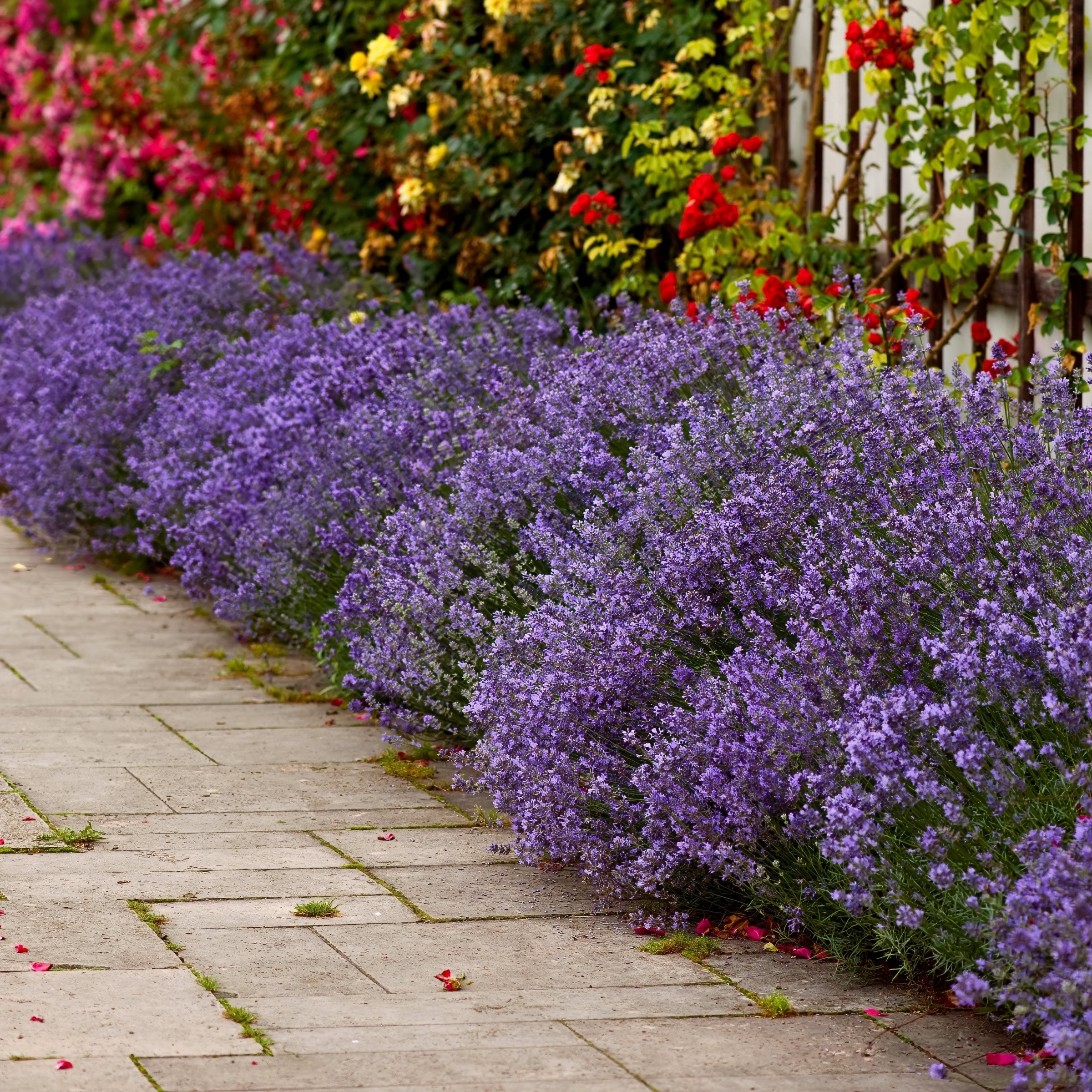 National Plant Network LW2582 annuals - View #11
