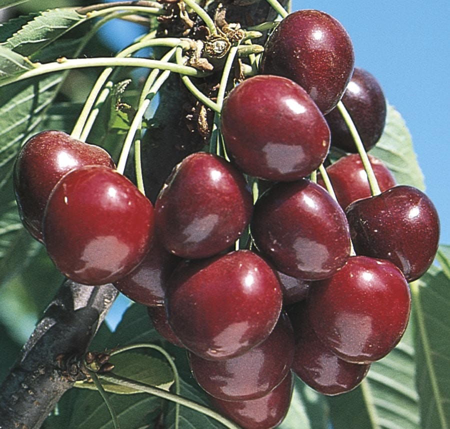  NURSERY Stella Semi-dwarf Cherry Tree
