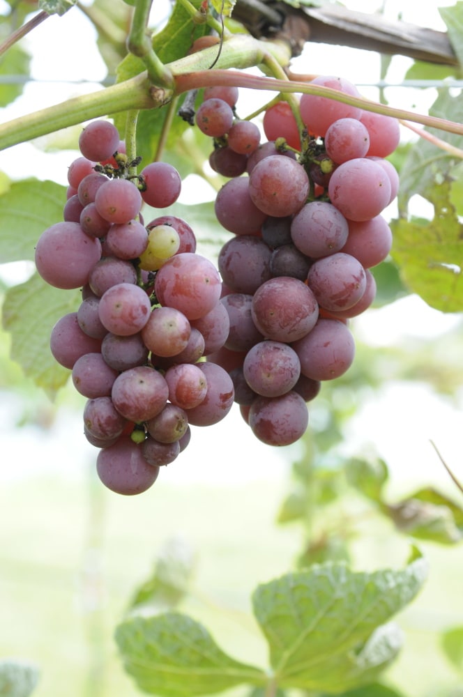 Seedless Red Canadice Grape  Gurney's Seed & Nursery Co.