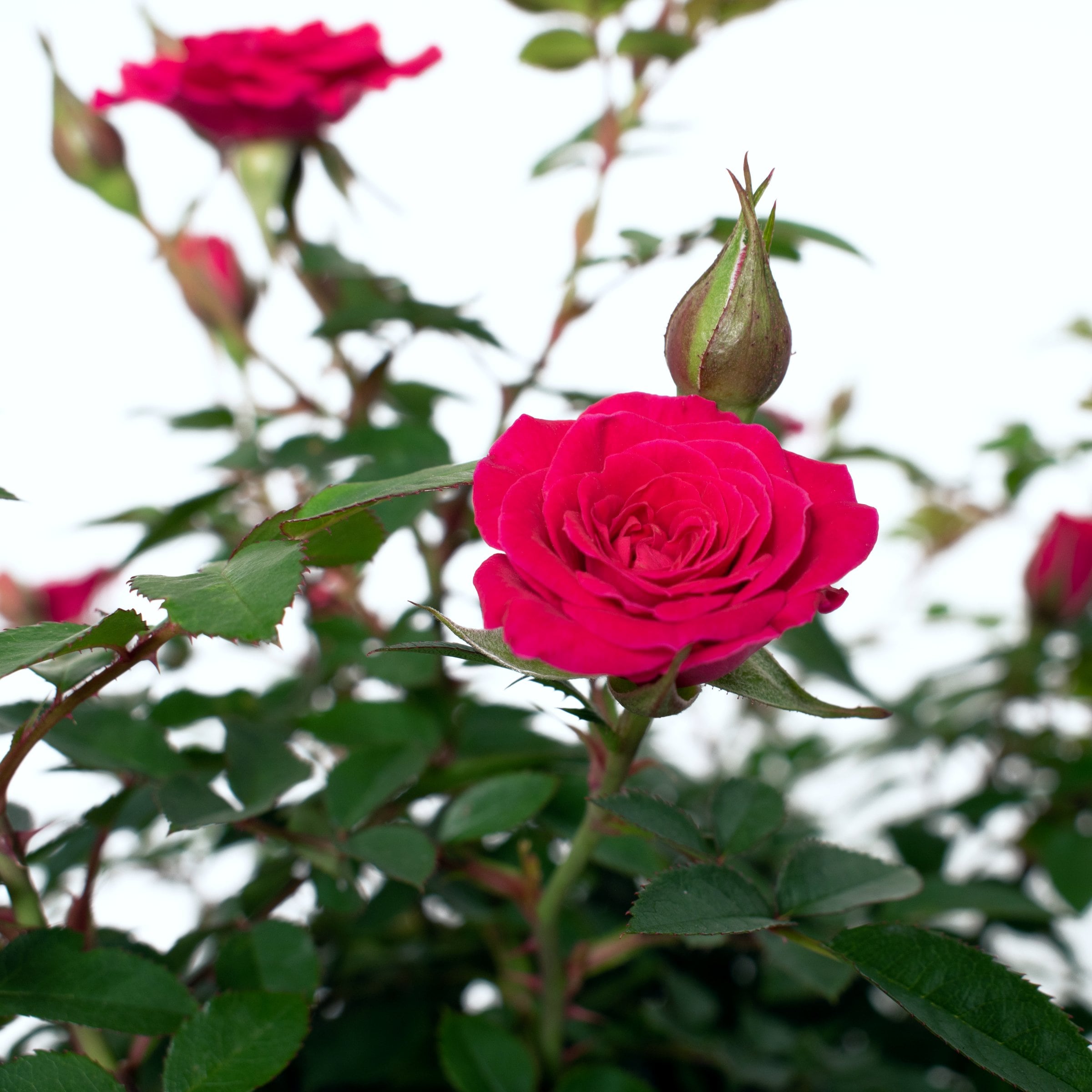 National Plant Network LW1797 roses - View #2