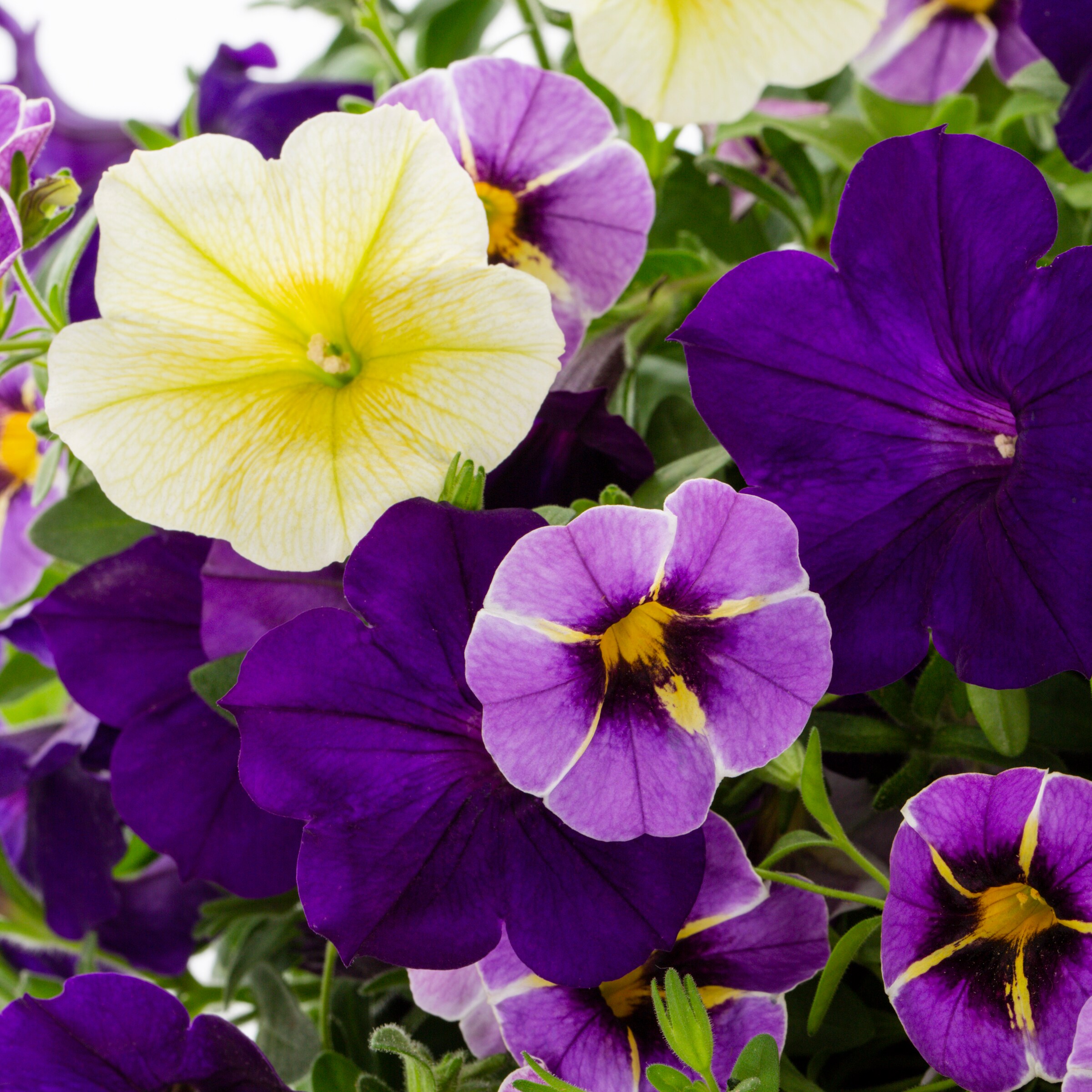 Ready Refill 5280714 annuals - View #2