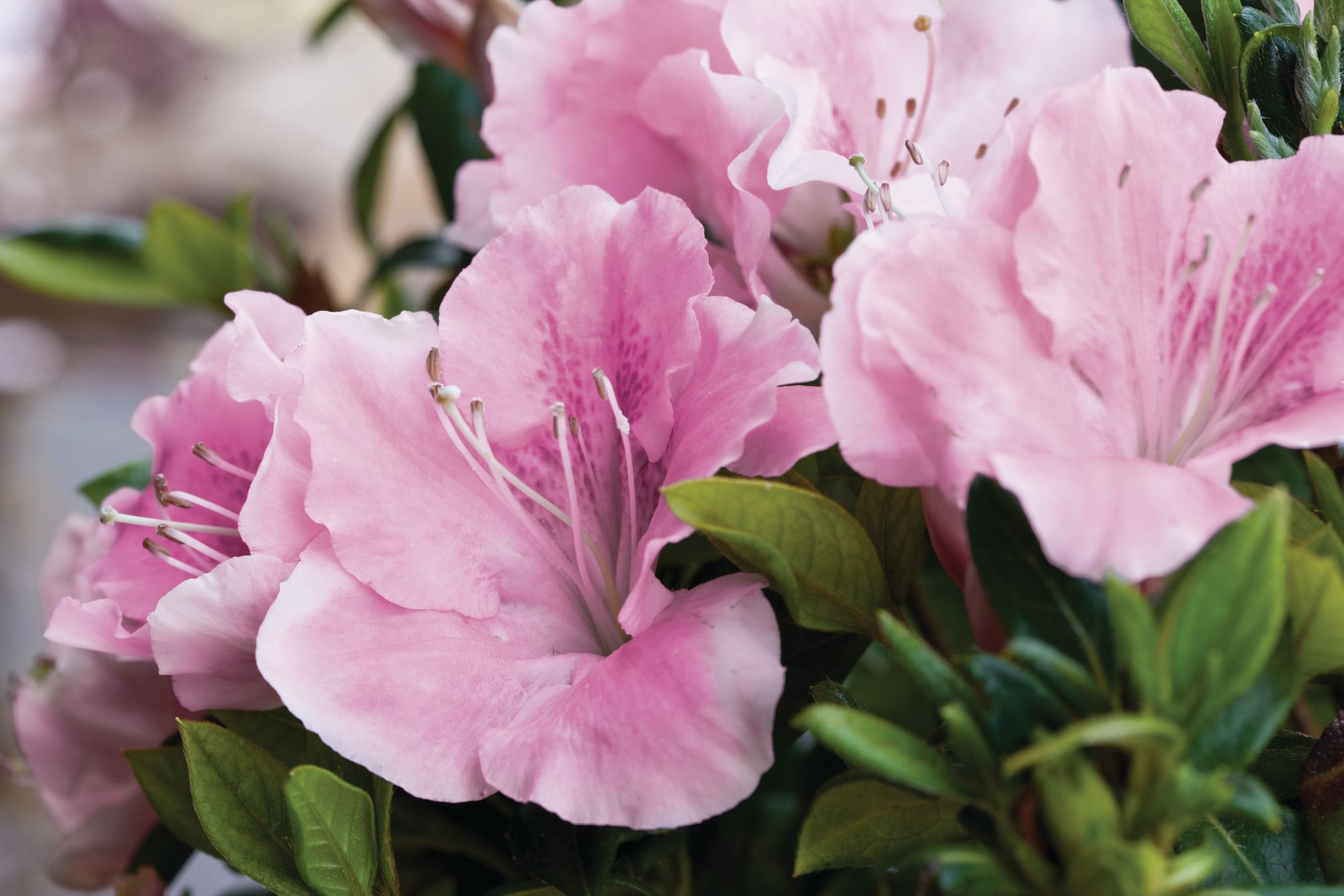 Encore Azalea 80621-1 shrubs - View #8