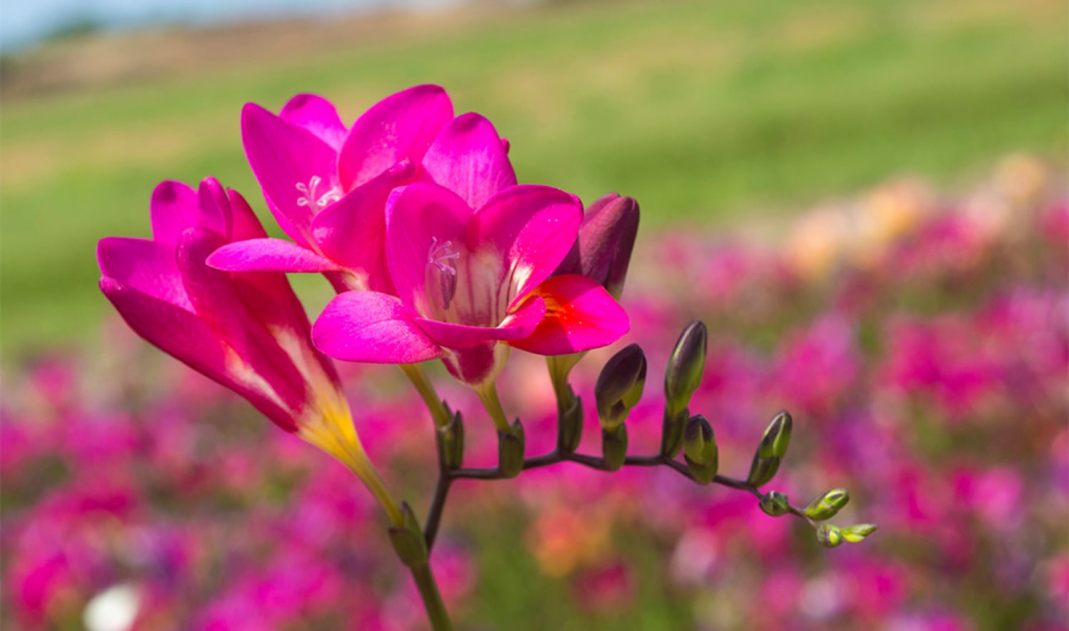 Direct Gardening 96092 Plant-Bulbs - View #2