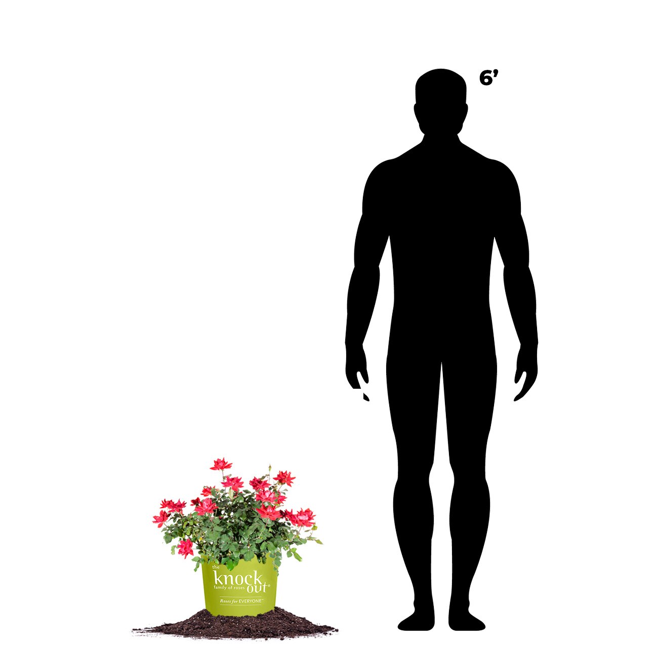 Perfect Plants LODOUBLEREDKOROSE1G roses - View #4