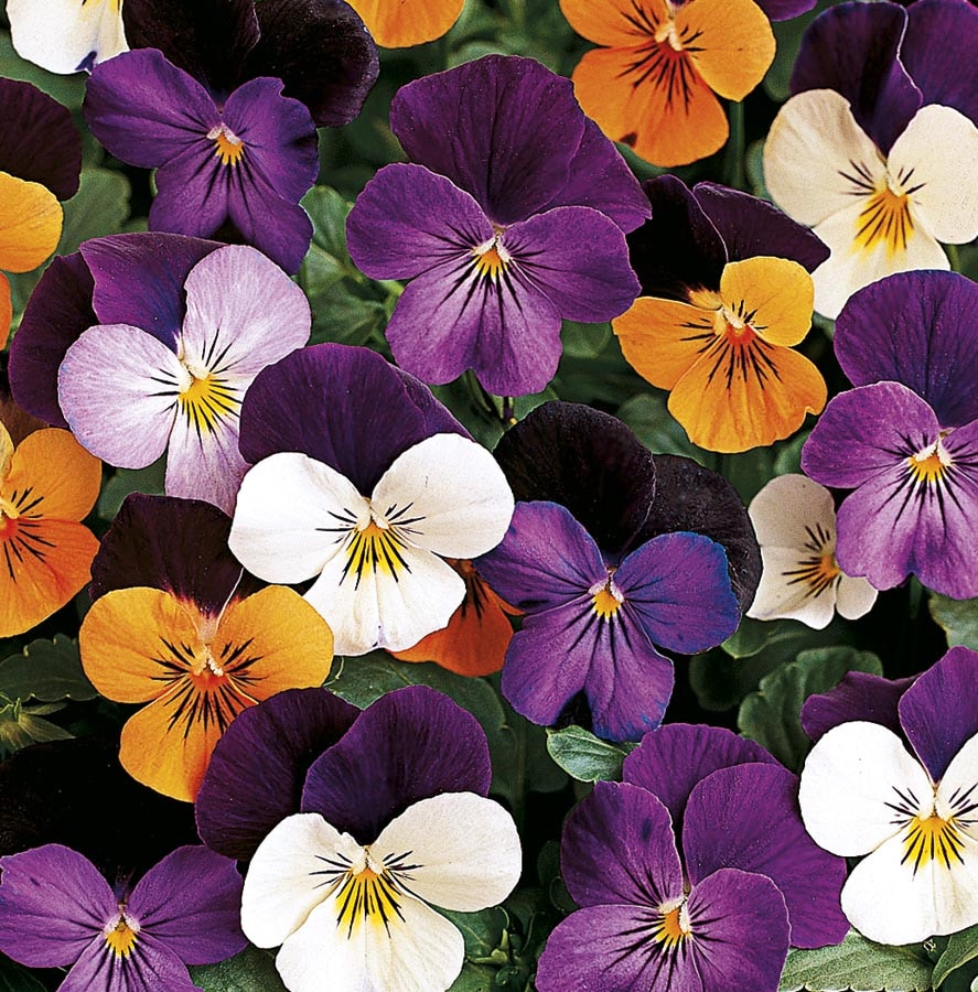 Lowe's NURSERY Multicolor Viola in 1.25-Quart Pot