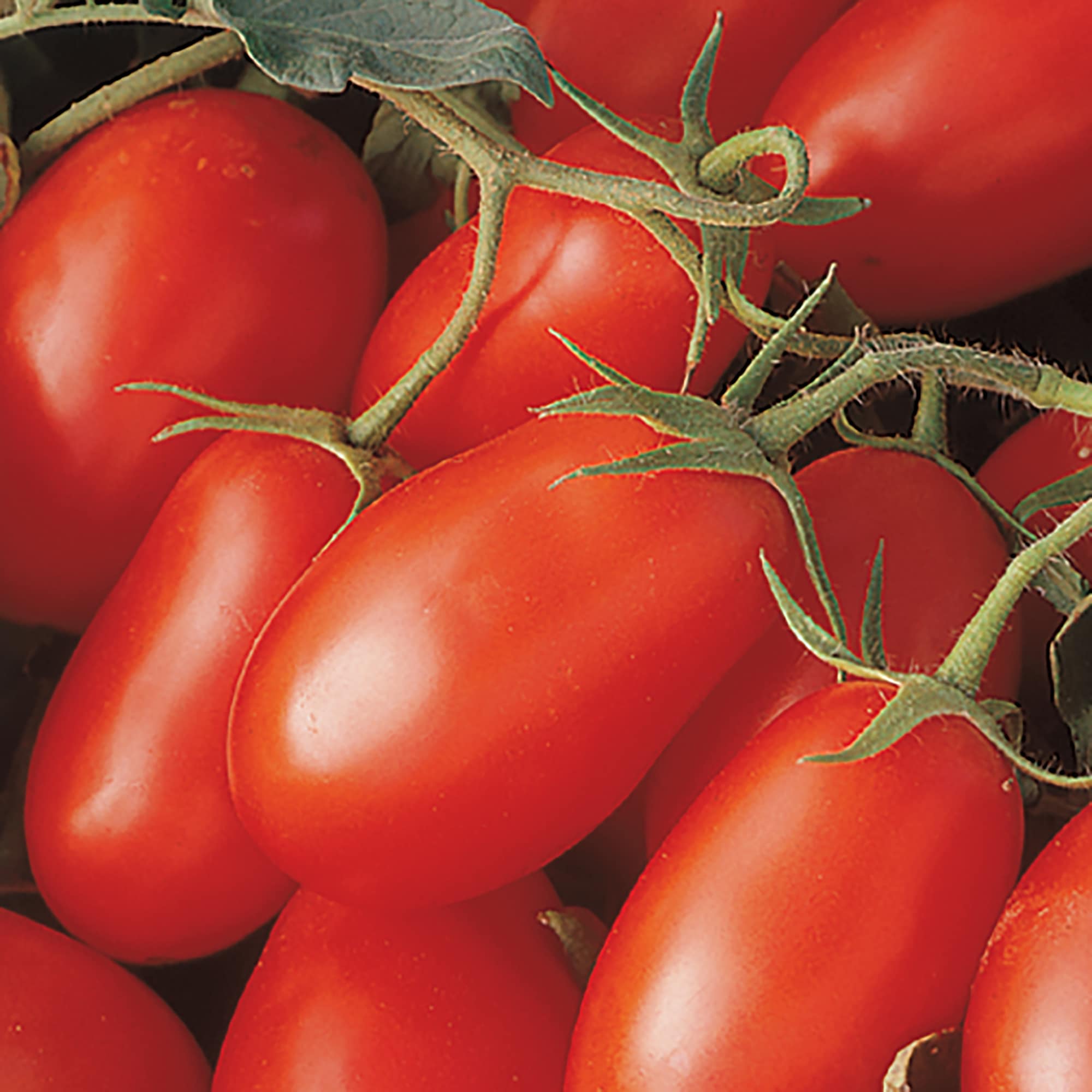 Altman Plants 0873063 Vegetable-Plants - View #3