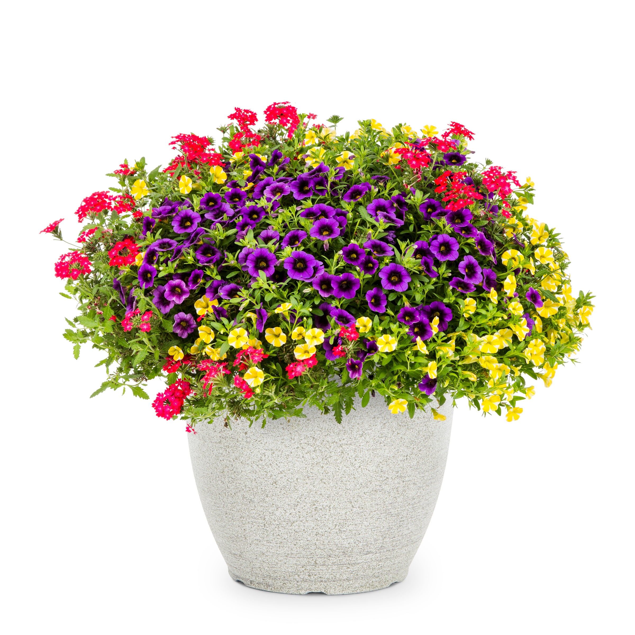Multicolor Mixed Annuals in 3-Gallons Pot in the Annuals department at ...