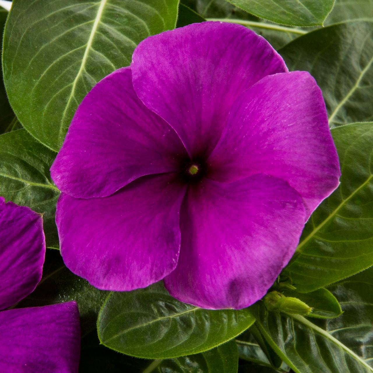Metrolina Greenhouses 5078 annuals - View #3
