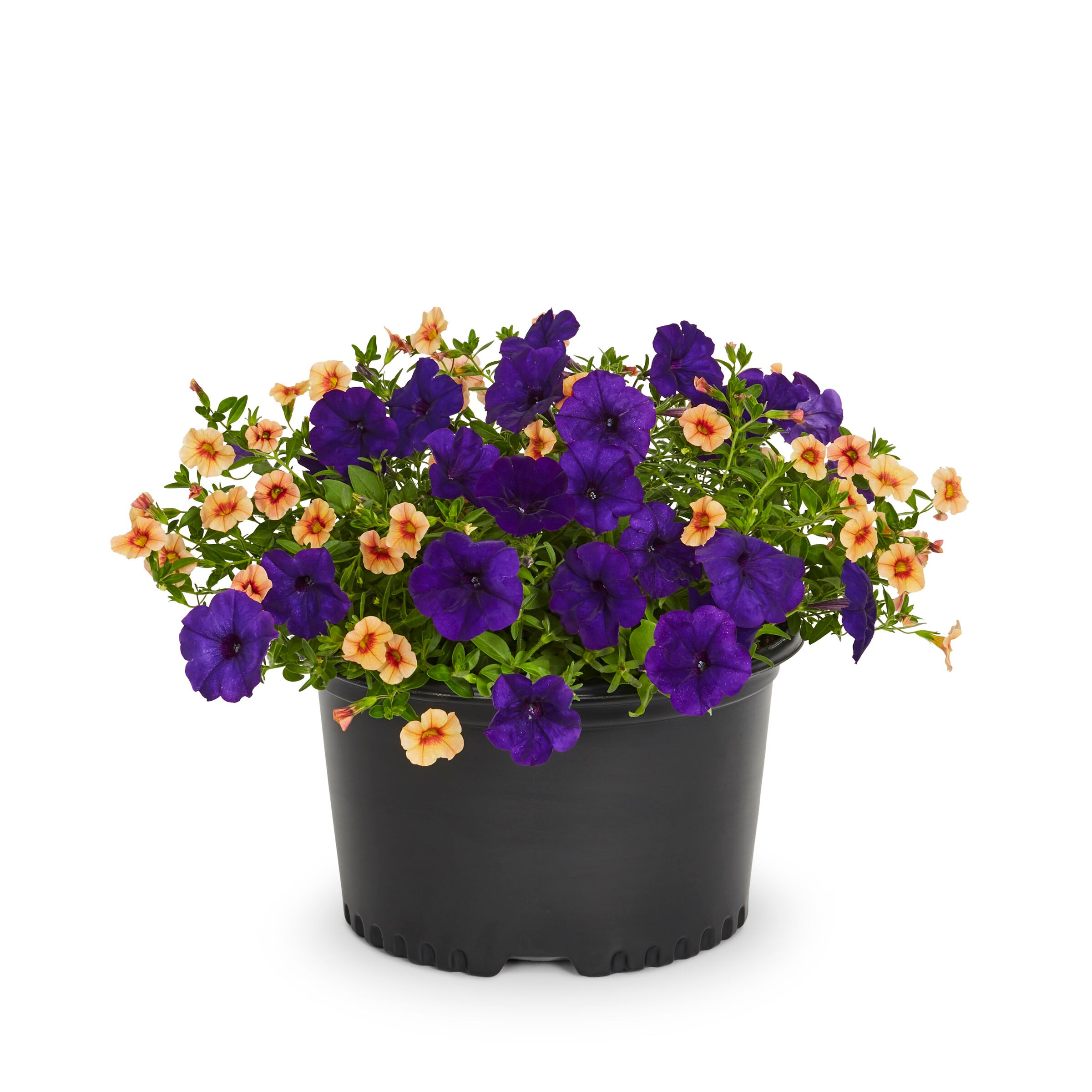 Ready Refill NURSERY Multicolor Mixed Annuals Combinations Pot