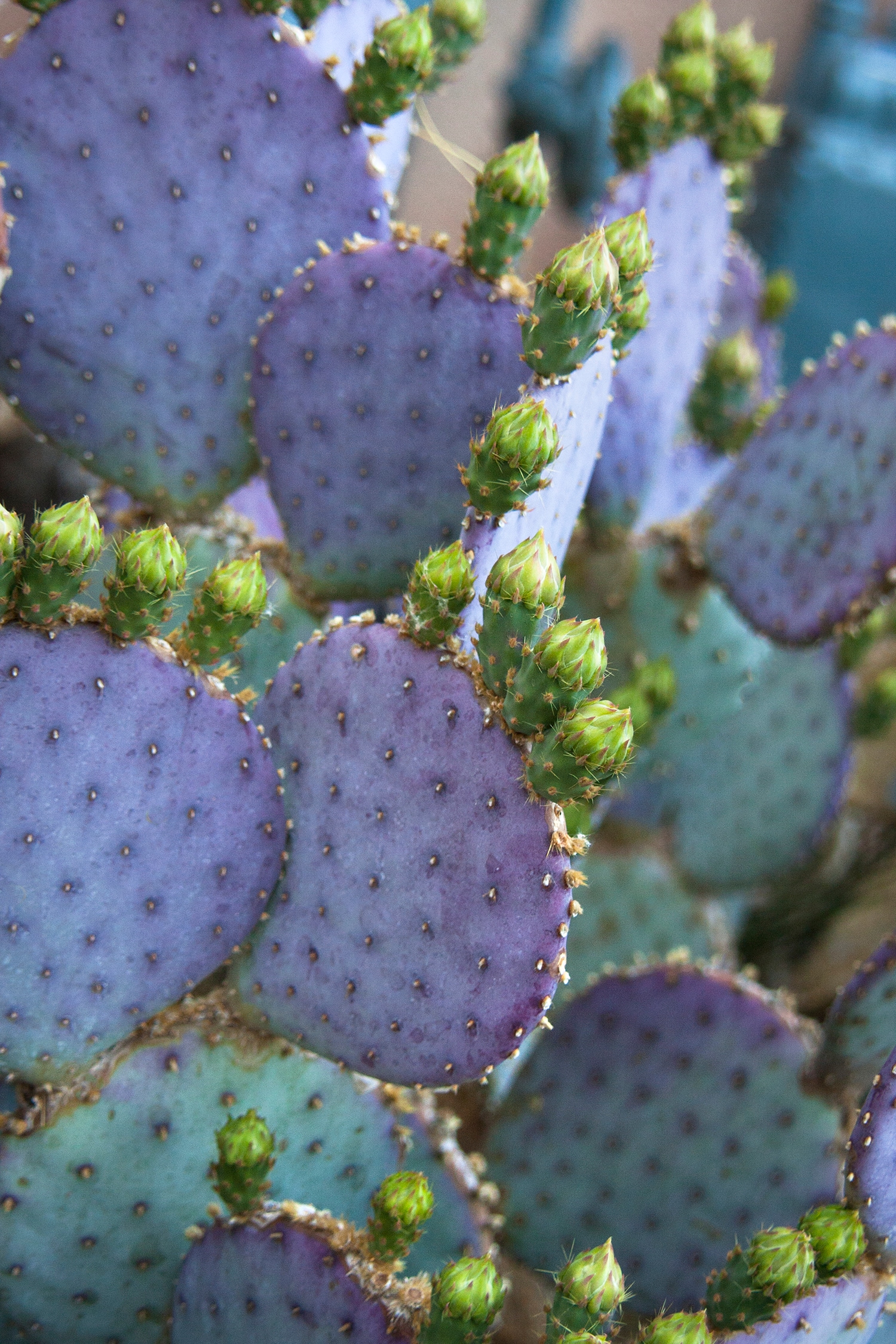 Cactus Cleaner Removing thorns from nopales 