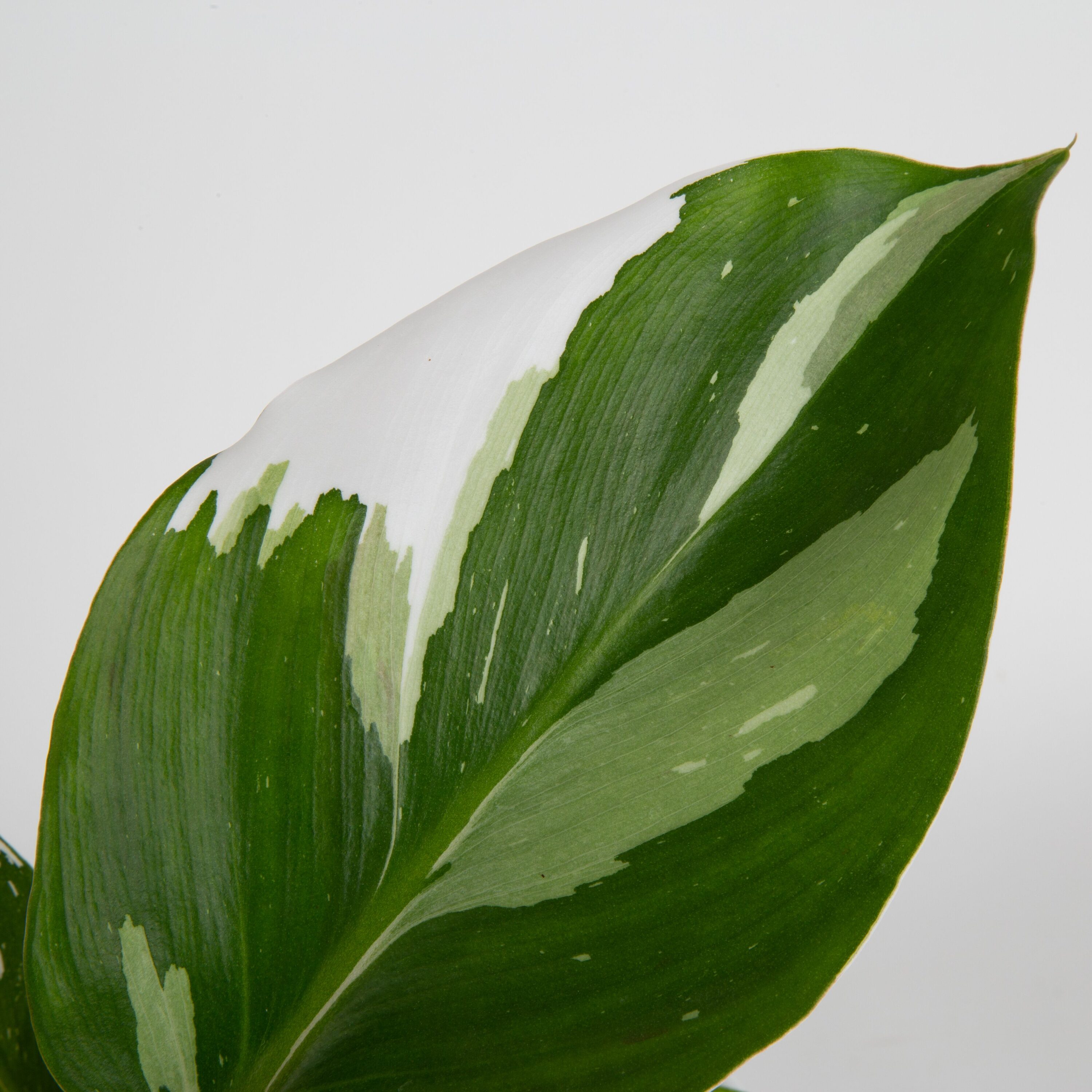 Costa Farms M-WKP-S-MWG-01-LW hseplants - View #3
