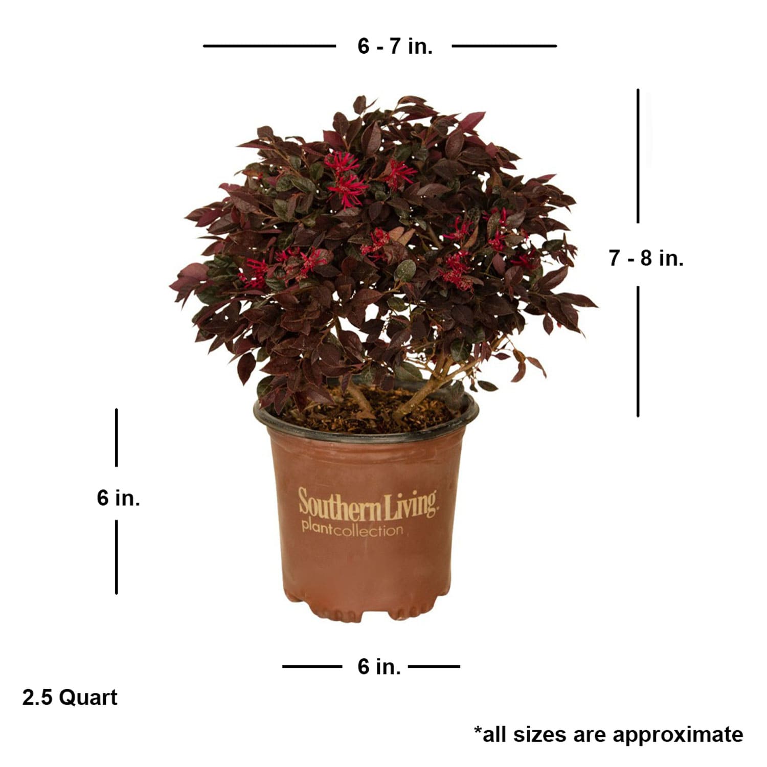 Southern Living Plant Collection 4199Q-1 shrubs - View #12