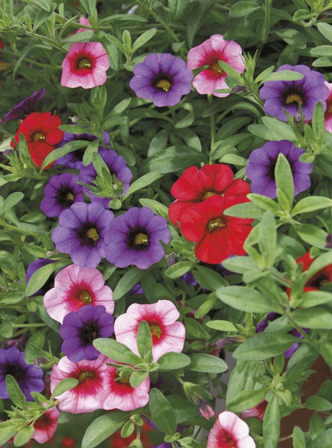 Lowe's 94002 Multicolor Calibrachoa in 1 Quart(s) Pot