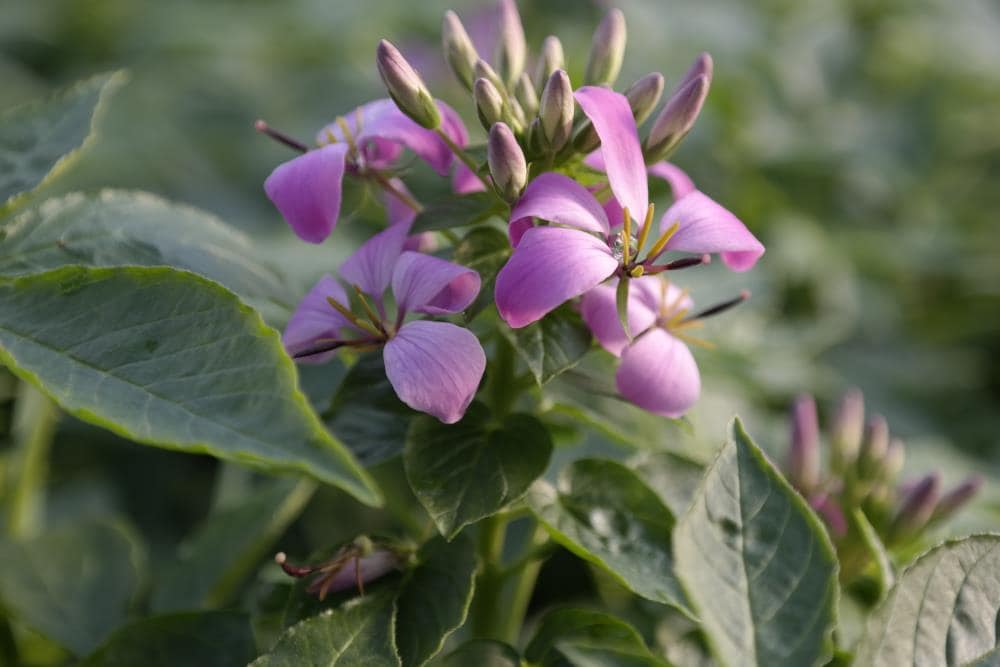 Lowe's NURSERY 2.50-QT CLEOME