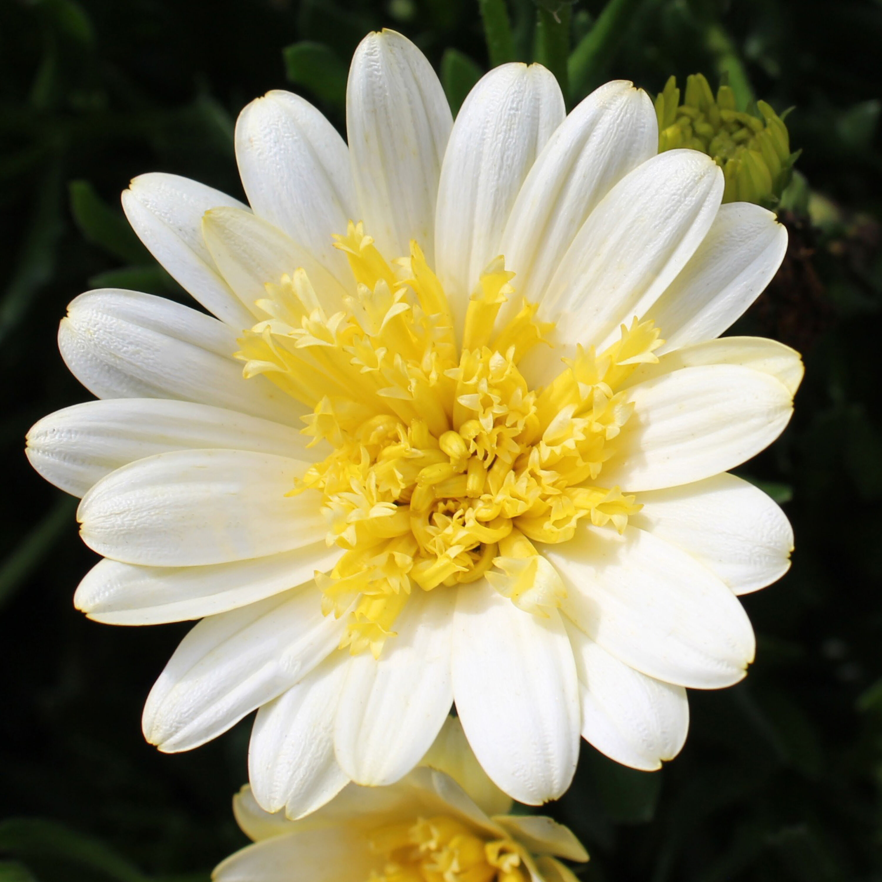 Proven Winners OSTPRW2527504 annuals - View #7