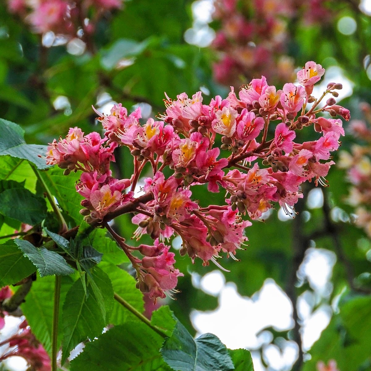 small red flowering tree