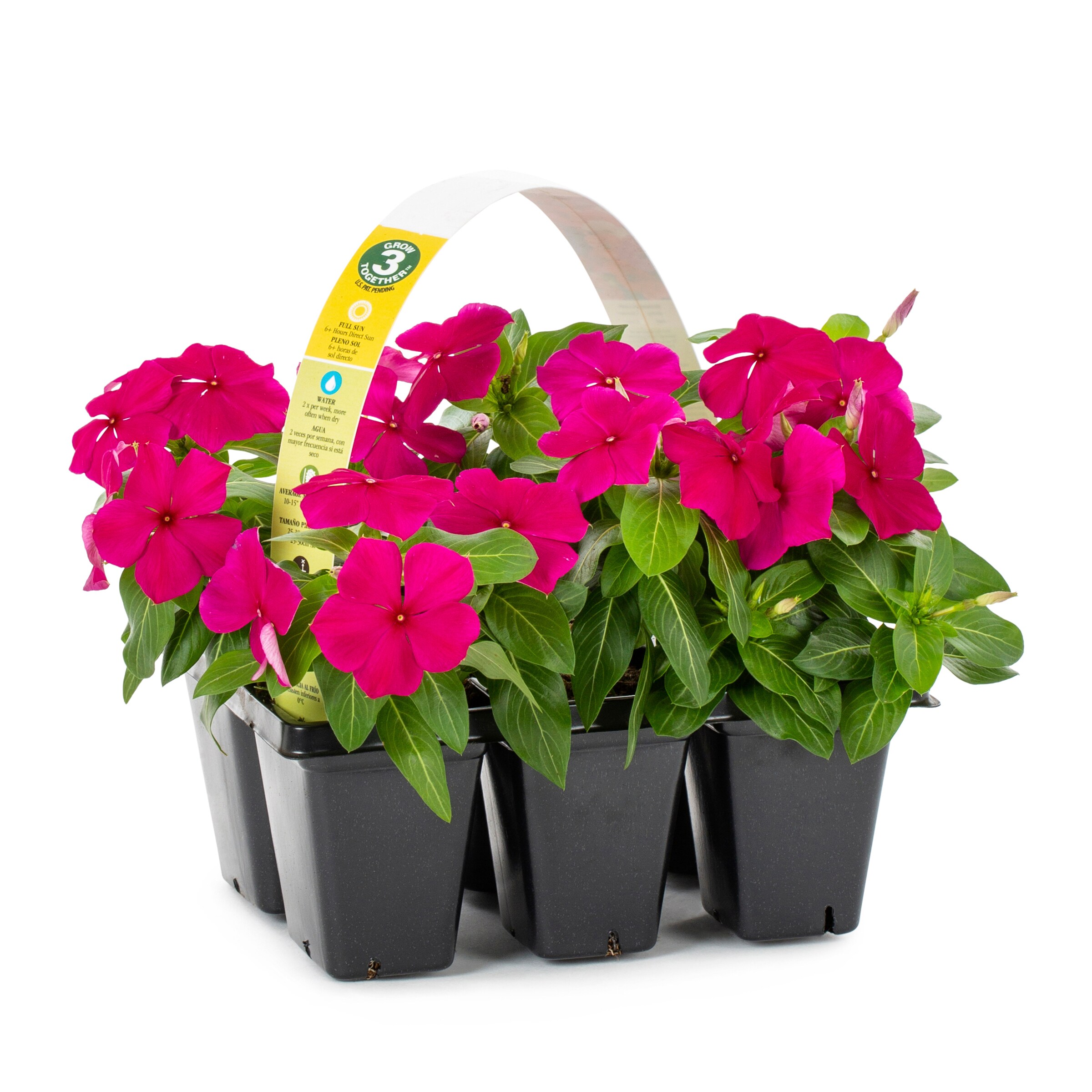 Lowe's Multicolor Vinca in 8-Pack Tray at Lowes.com