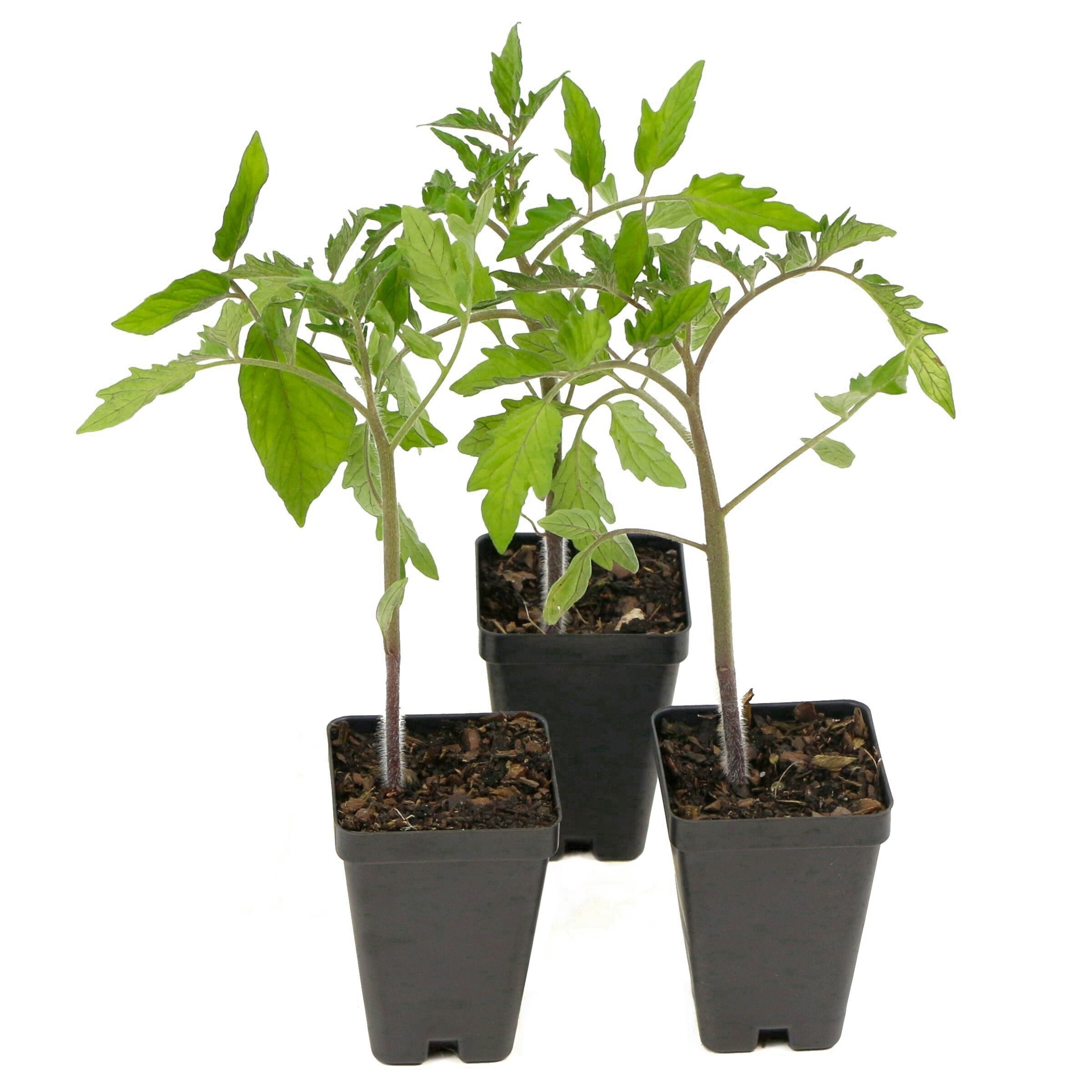 National Plant Network LW2178 Vegetable-Plants - View #9