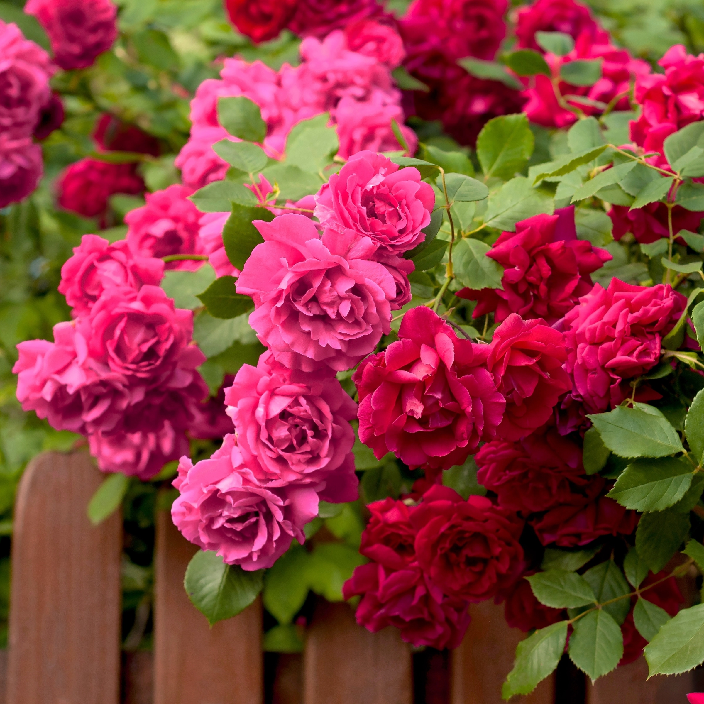 National Plant Network LW1588 roses - View #6