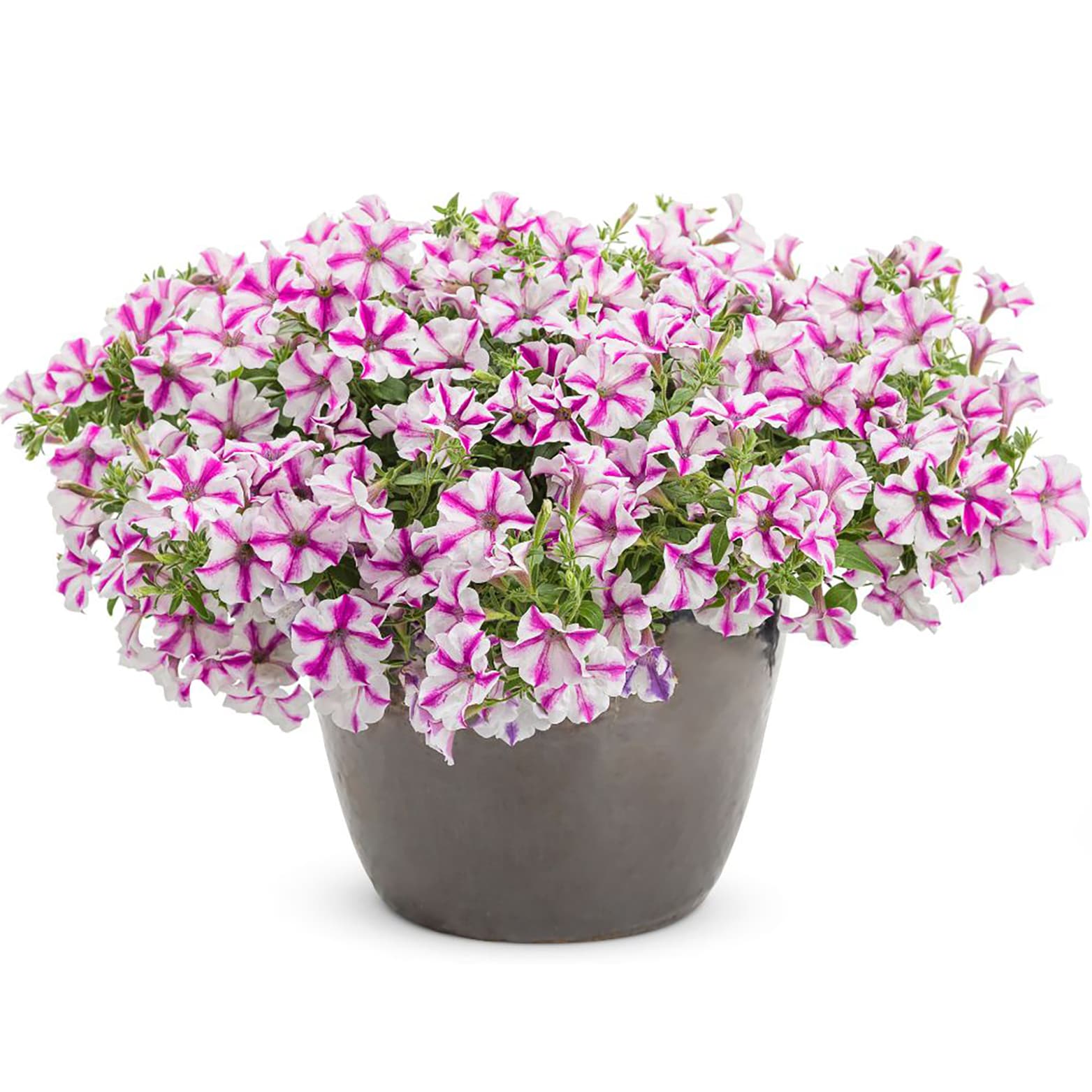 Proven Winners SUPPRW1487504 annuals - View #3