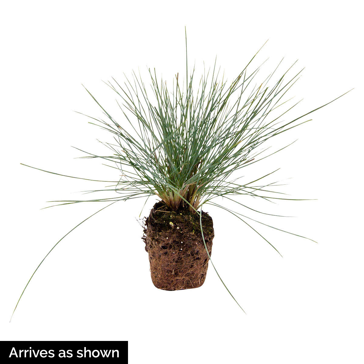 Spring Hill Nurseries 95006 Ornamental-Grasses - View #4