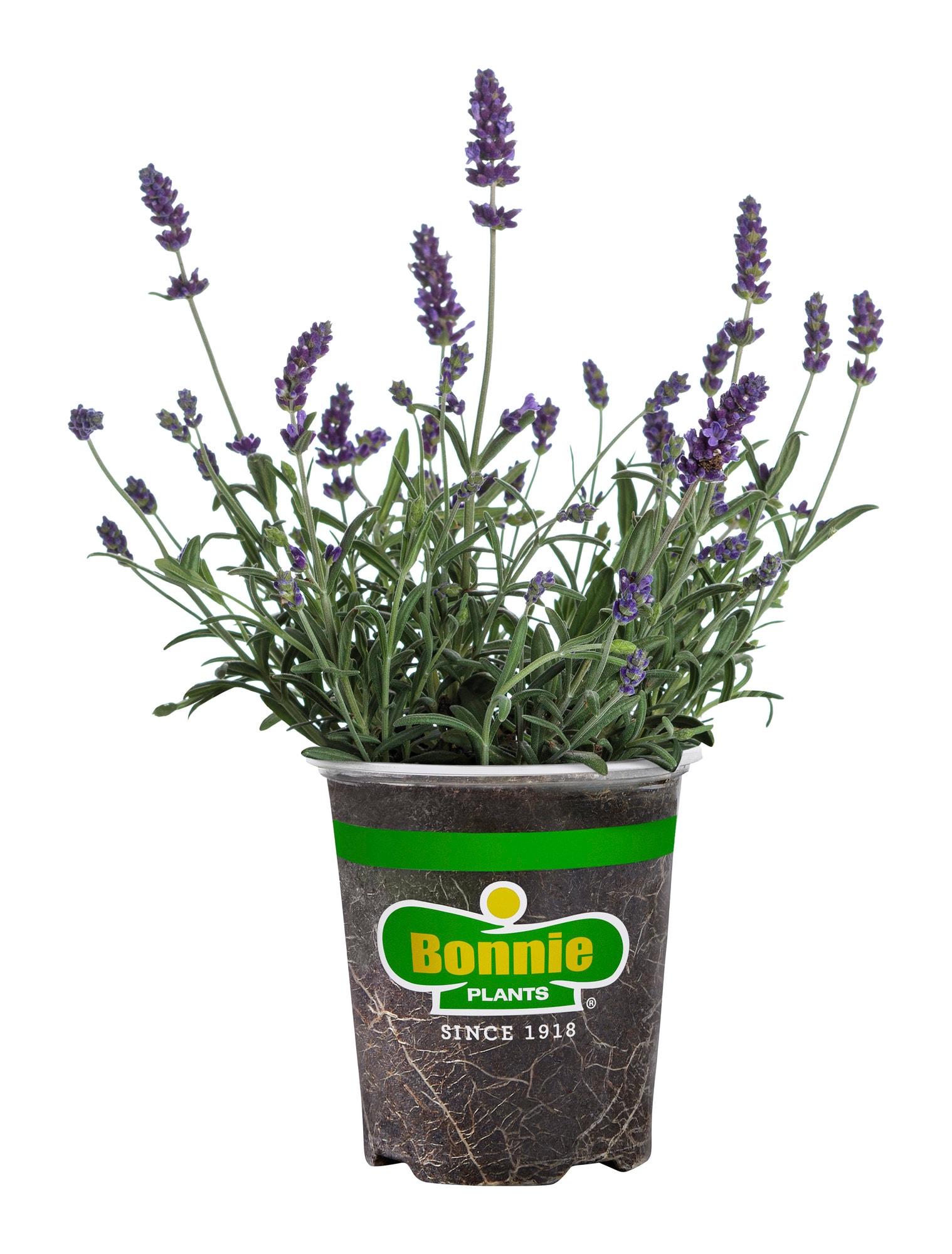 Organic English Lavender Plant Rooted /12to 14 1 Count Grown in