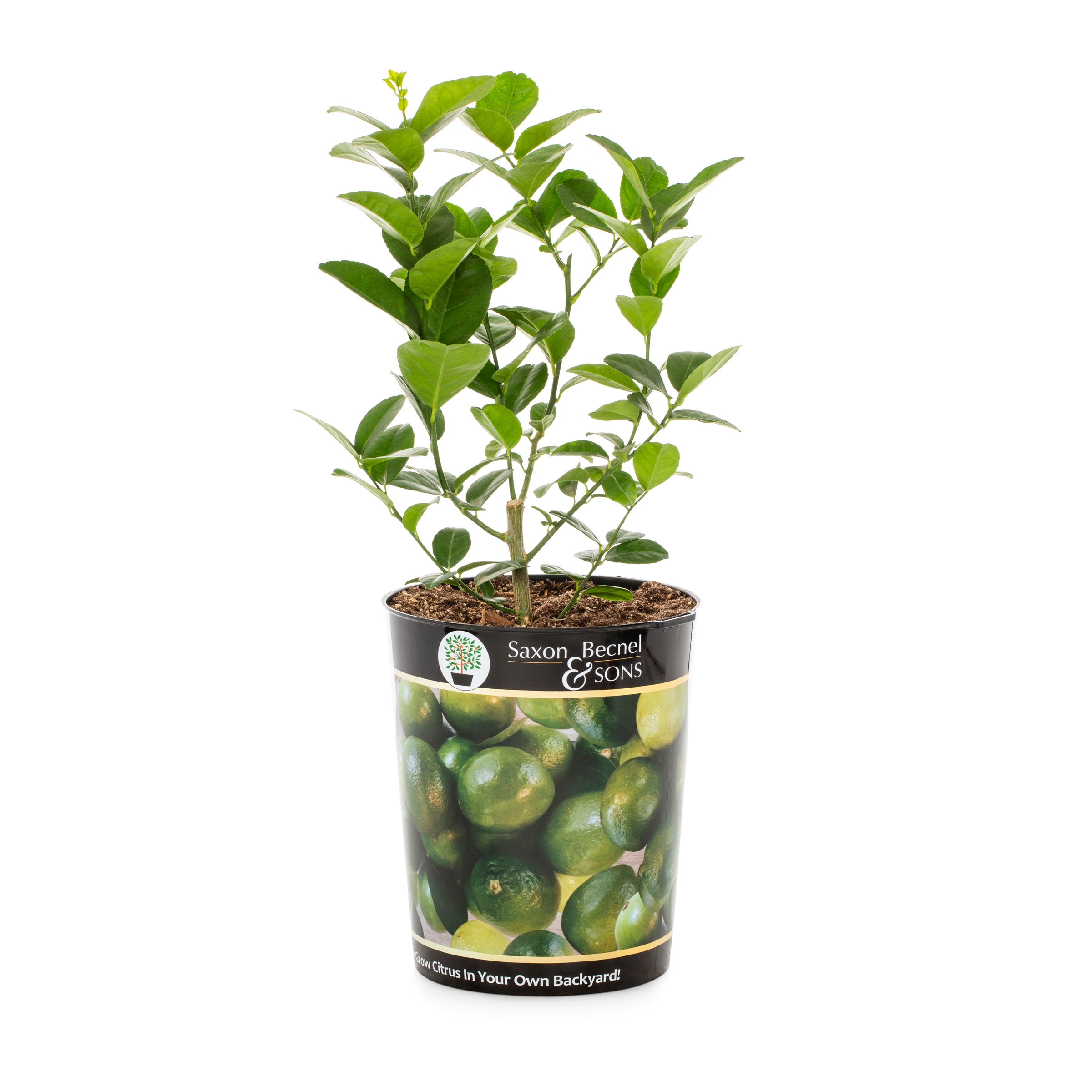 Lowe's Lime Plant - Citrus aurantiifolia - Vigorous Tree with Greenish ...