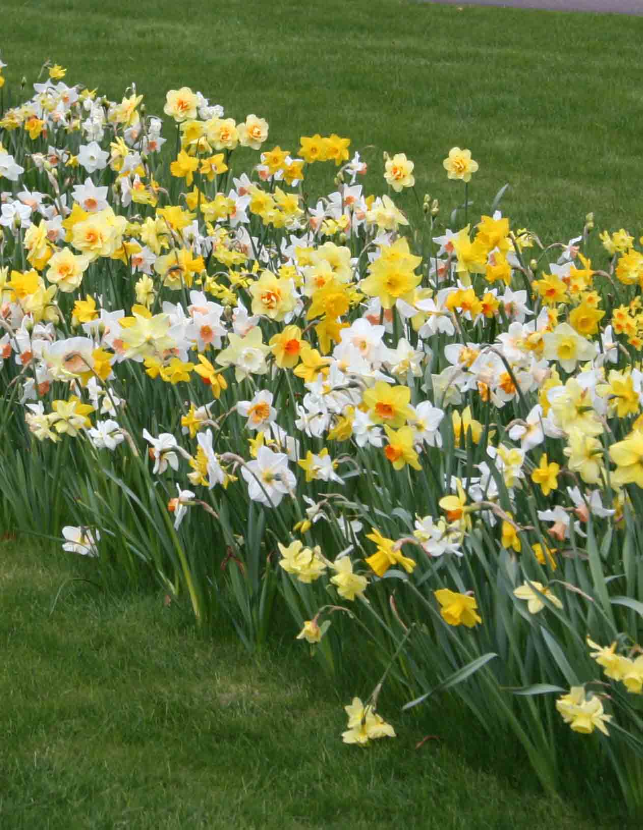  20.23624 Mixed Naturalizing Daffodils Bulbs
