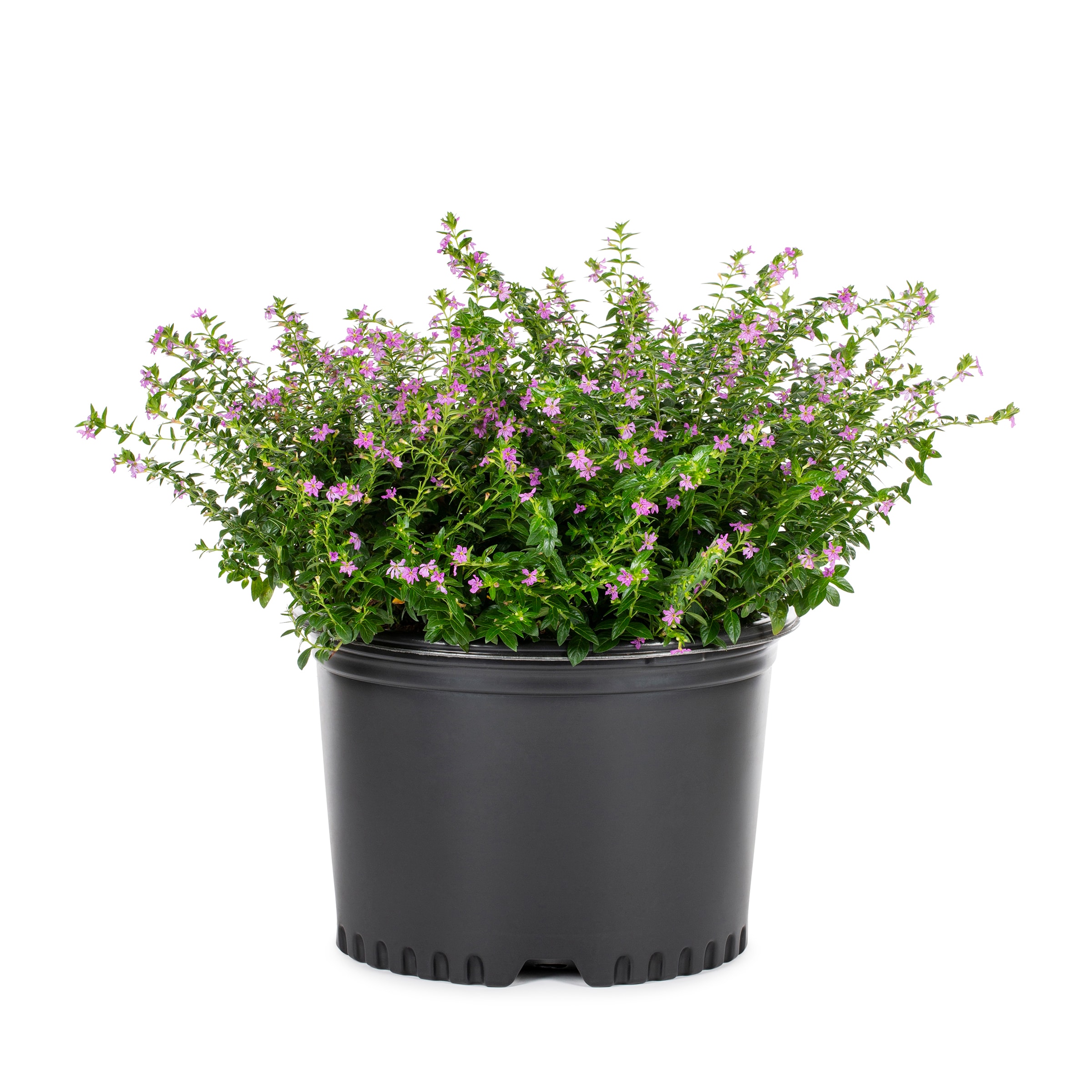 Lowe's 096565001705 Winter Heath Flowering Shrub in 1.5 -Gallon Pot 1 -Pack with Pink Blooms