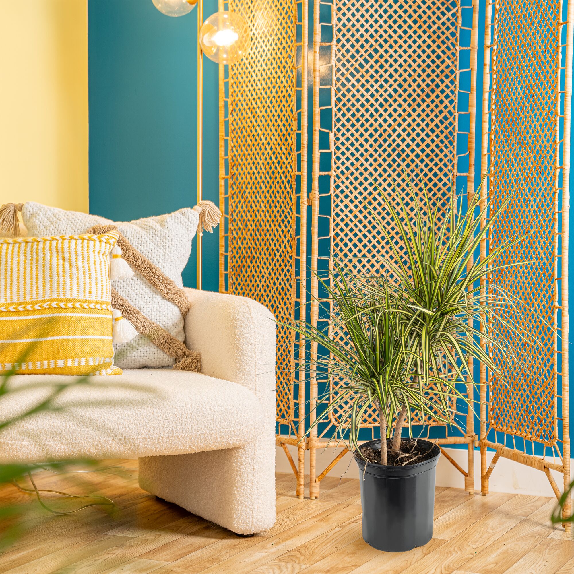 Lowe's 471448 hseplants - View #3