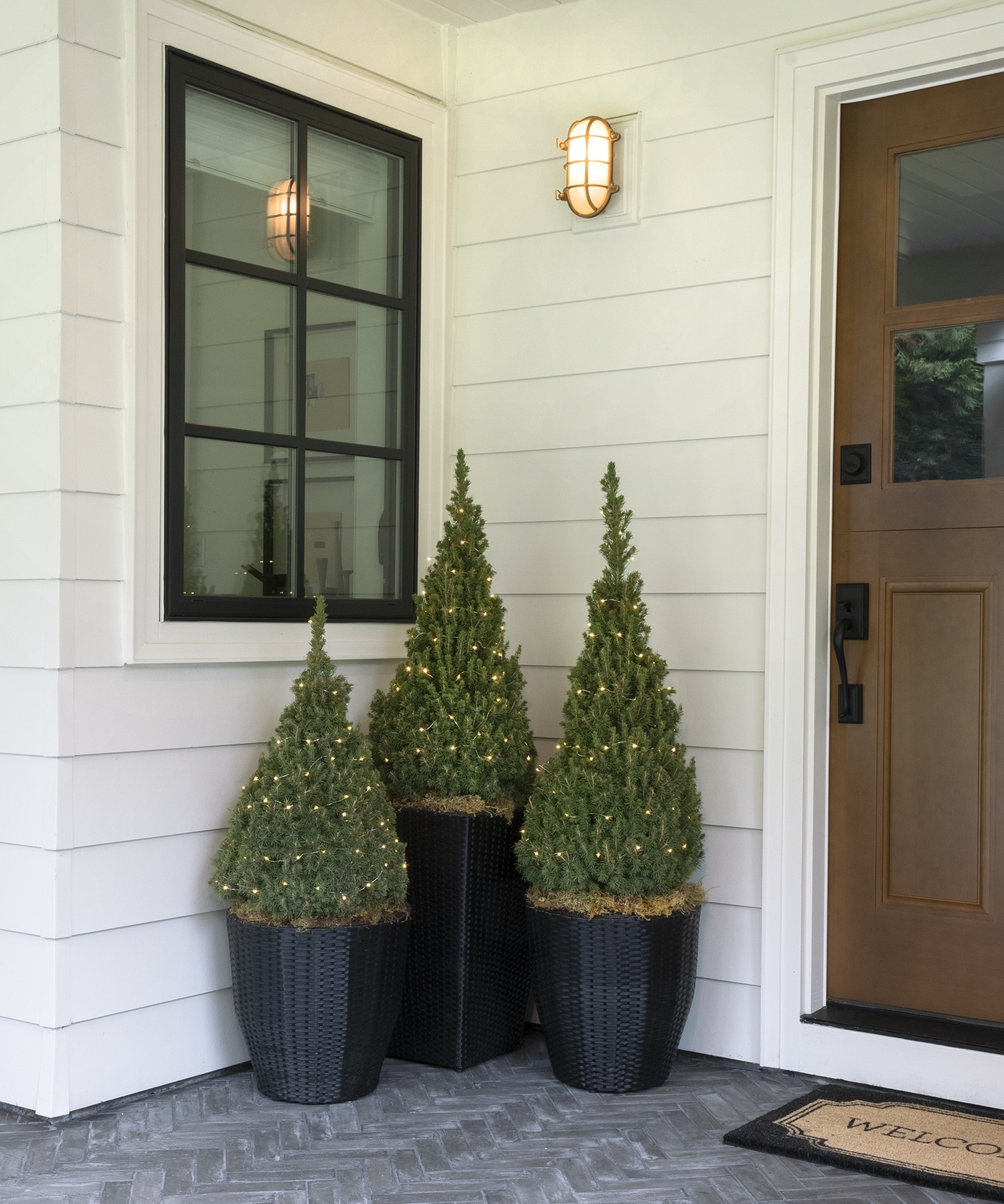 Monrovia KT10506462000100000 shrubs - View #3