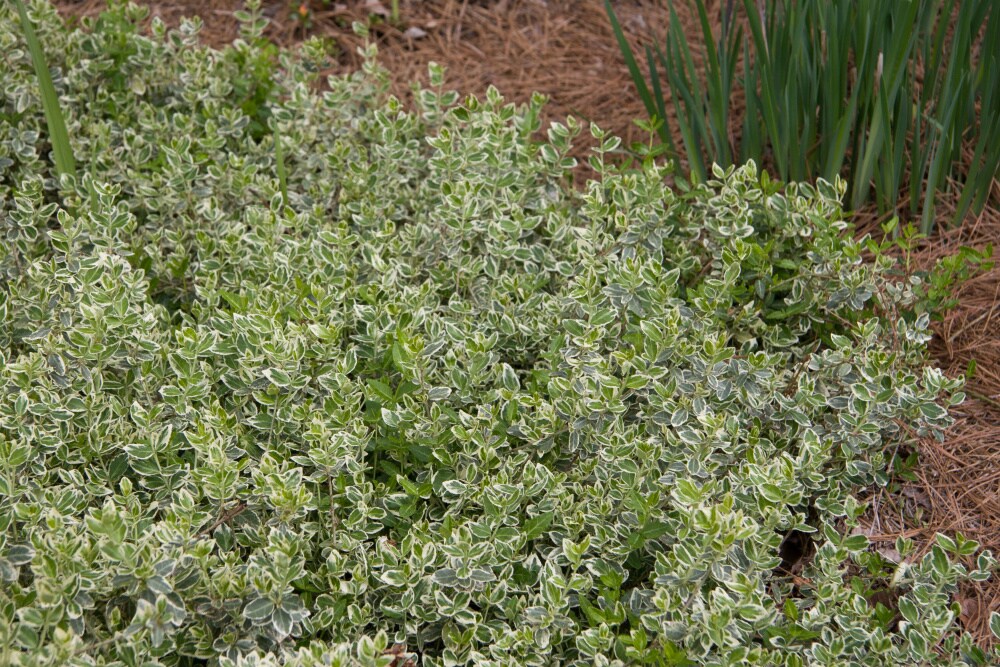 Spring Hill Nurseries 80437 shrubs - View #4