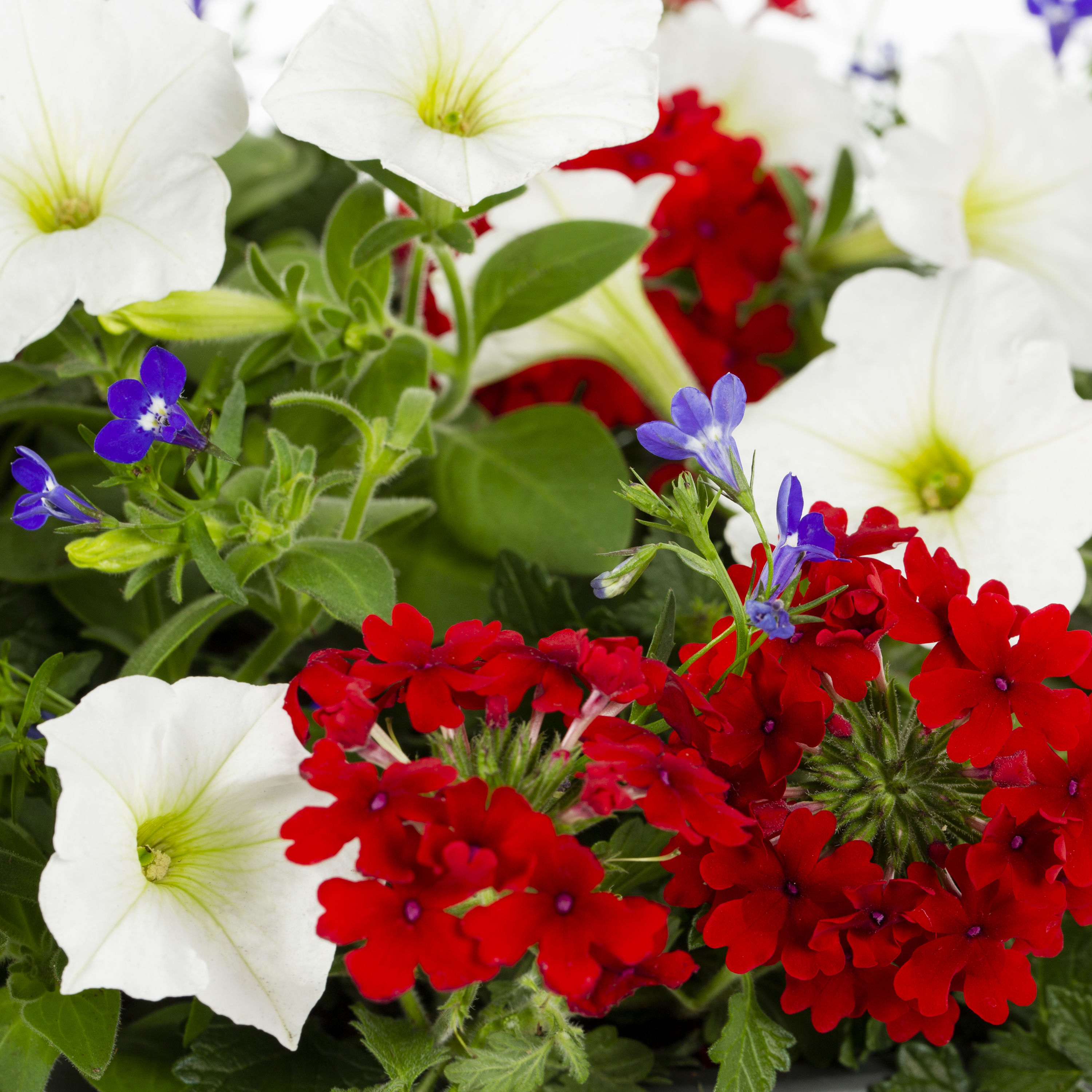 Ready Refill 824512 annuals - View #2