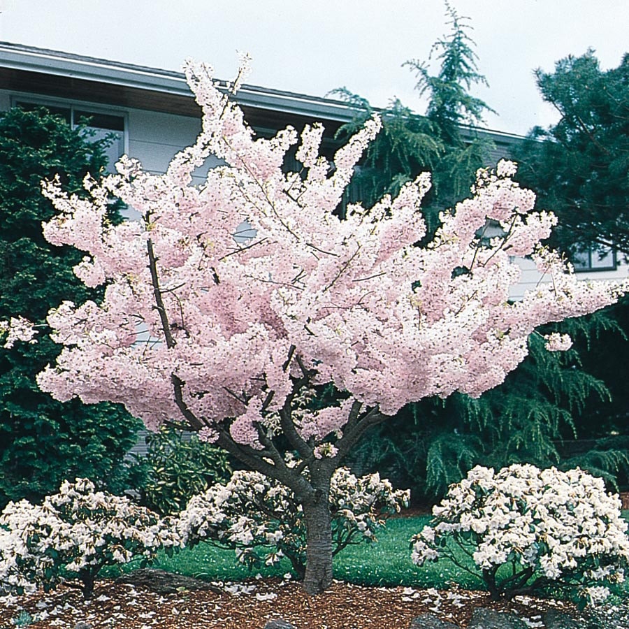 Unbranded 24 50 Gal Cherry Yoshino In The Trees Department At Lowes Com