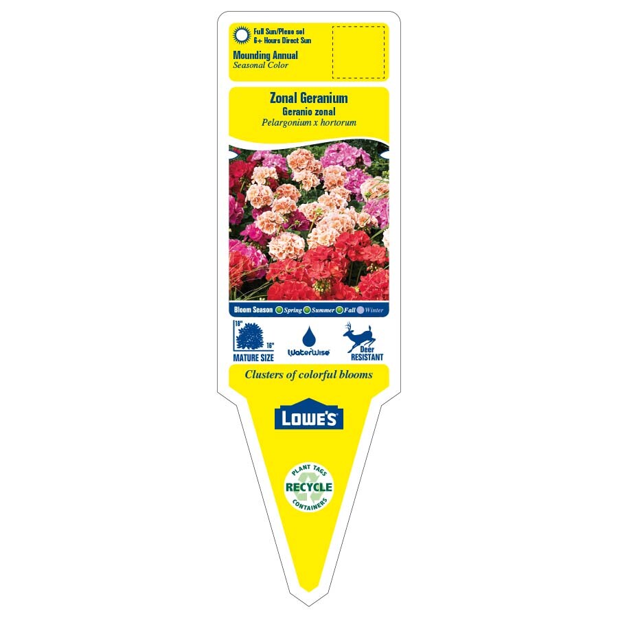 Lowe's NURSERY annuals - View #3