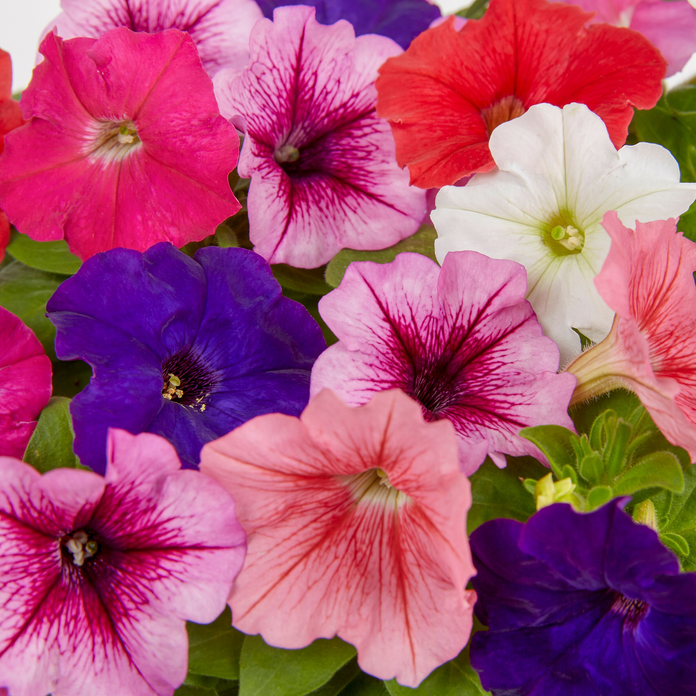 Metrolina Greenhouses Multicolor Petunia in 1.5-Gallon Hanging Basket ...