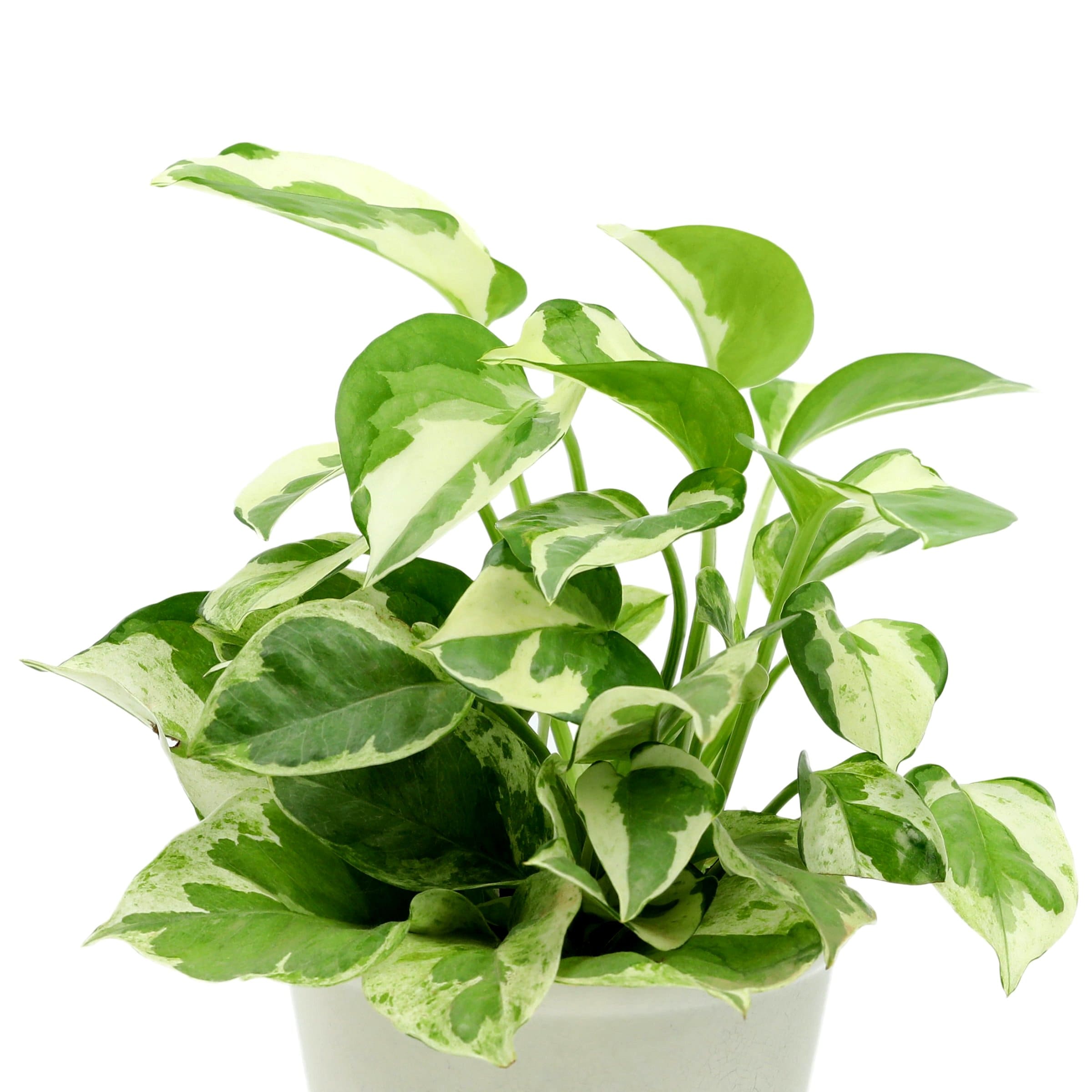 National Plant Network LW1903 Pothos House plant in 0.98 Pint(s) Pot 1 -Pack