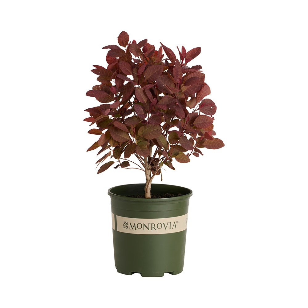 Monrovia 1.73 -Gallon Smoke Bush Grace Feature Shrub with Pink Blooms 1 -Pack