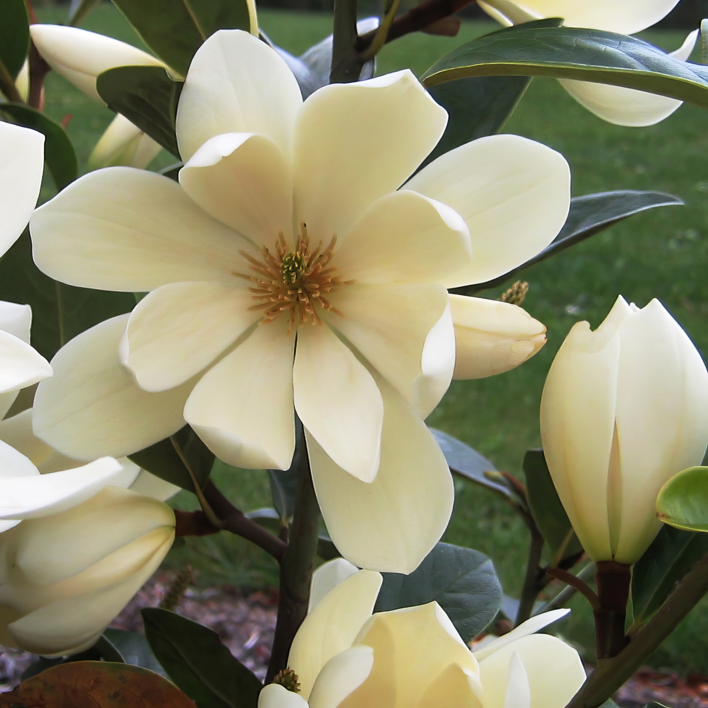 National Plant Network LW1728 4 -in White Flowering Magnolia Bush In pot (with soil)