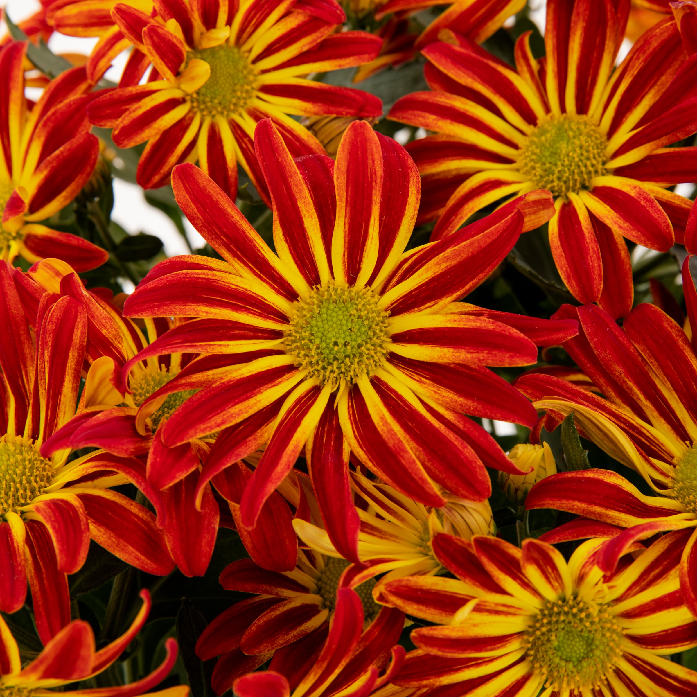 Lowe's 2137935 annuals - View #2