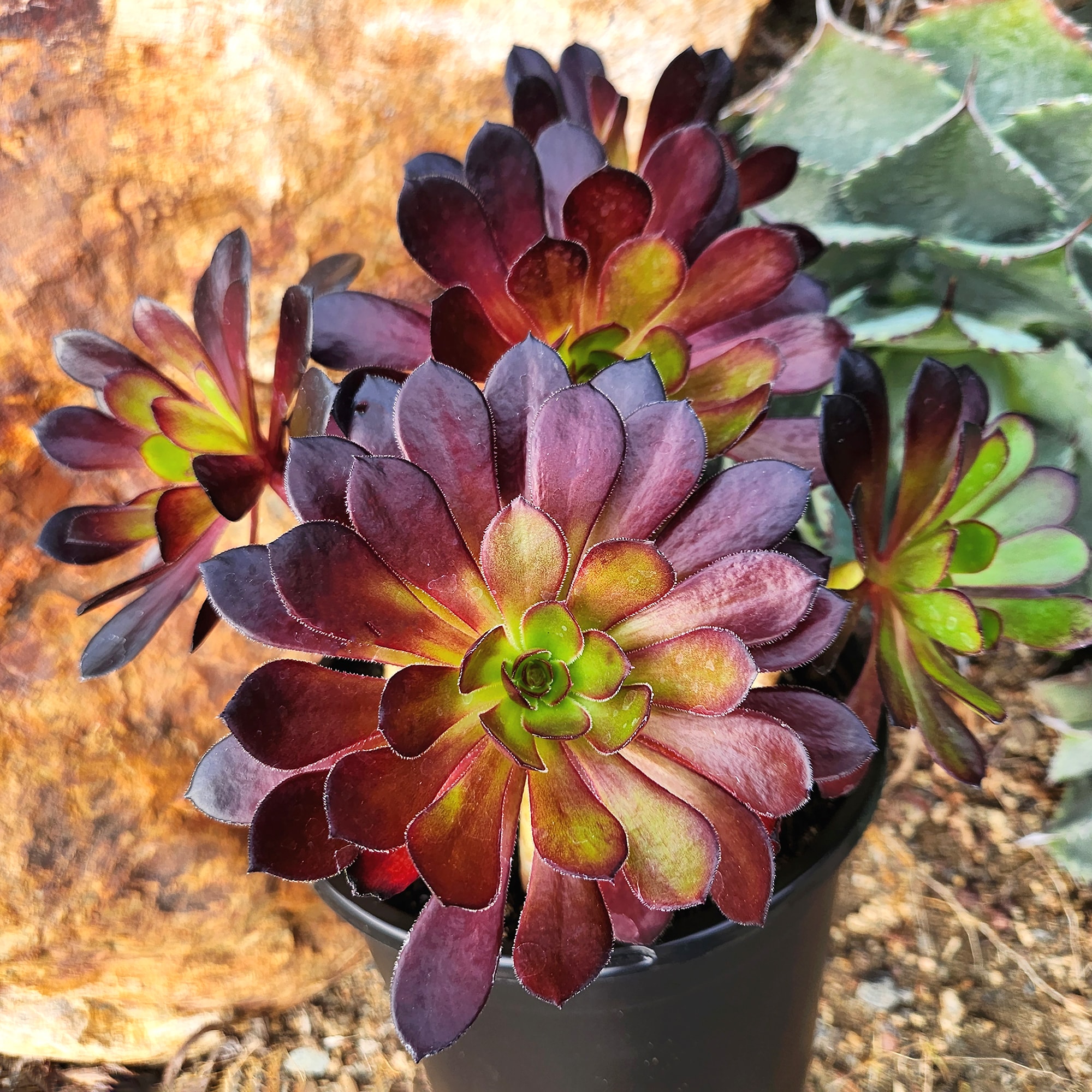 Altman Plants 0873394 Cacti-Succulents - View #8
