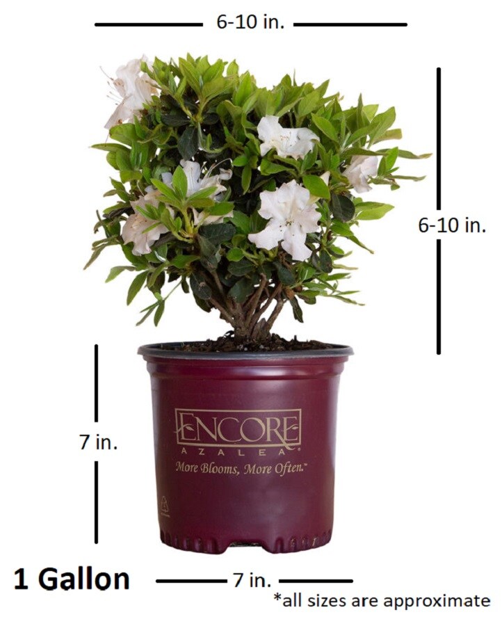 6 inch Flower Pot (Qty. 100), Nursery Container, Greenhouse Azalea