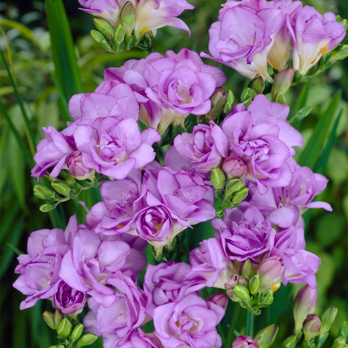 Van Zyverden 88252 Purple Freesias Double Lavender Bulbs 25 Pack