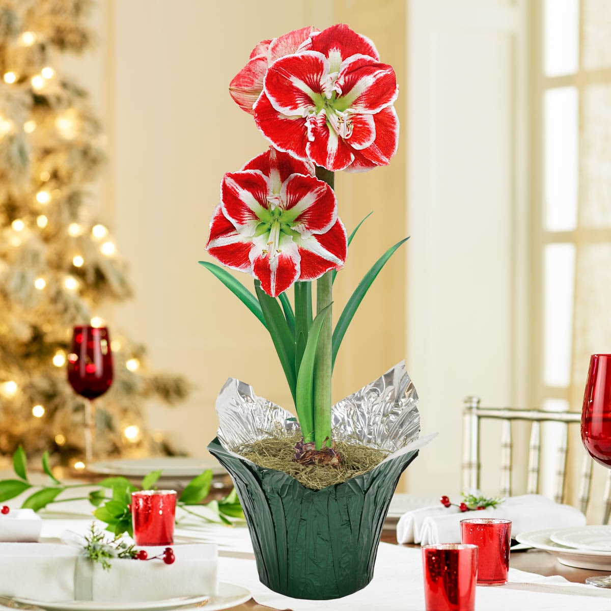 Breck's 95507 7 -in Fresh Christmas Amaryllis Bulb