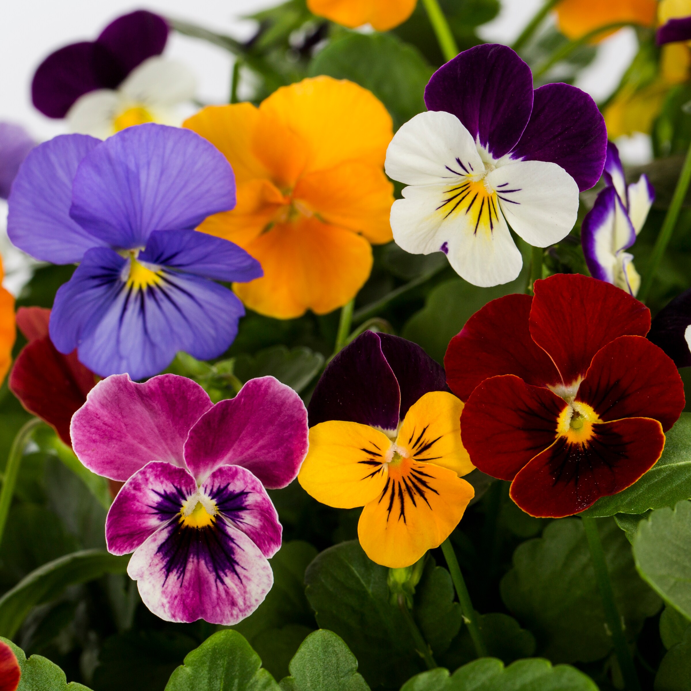 Metrolina Greenhouses Multicolor Pansy in 2.5-Quart Pot 3-Pack in the ...